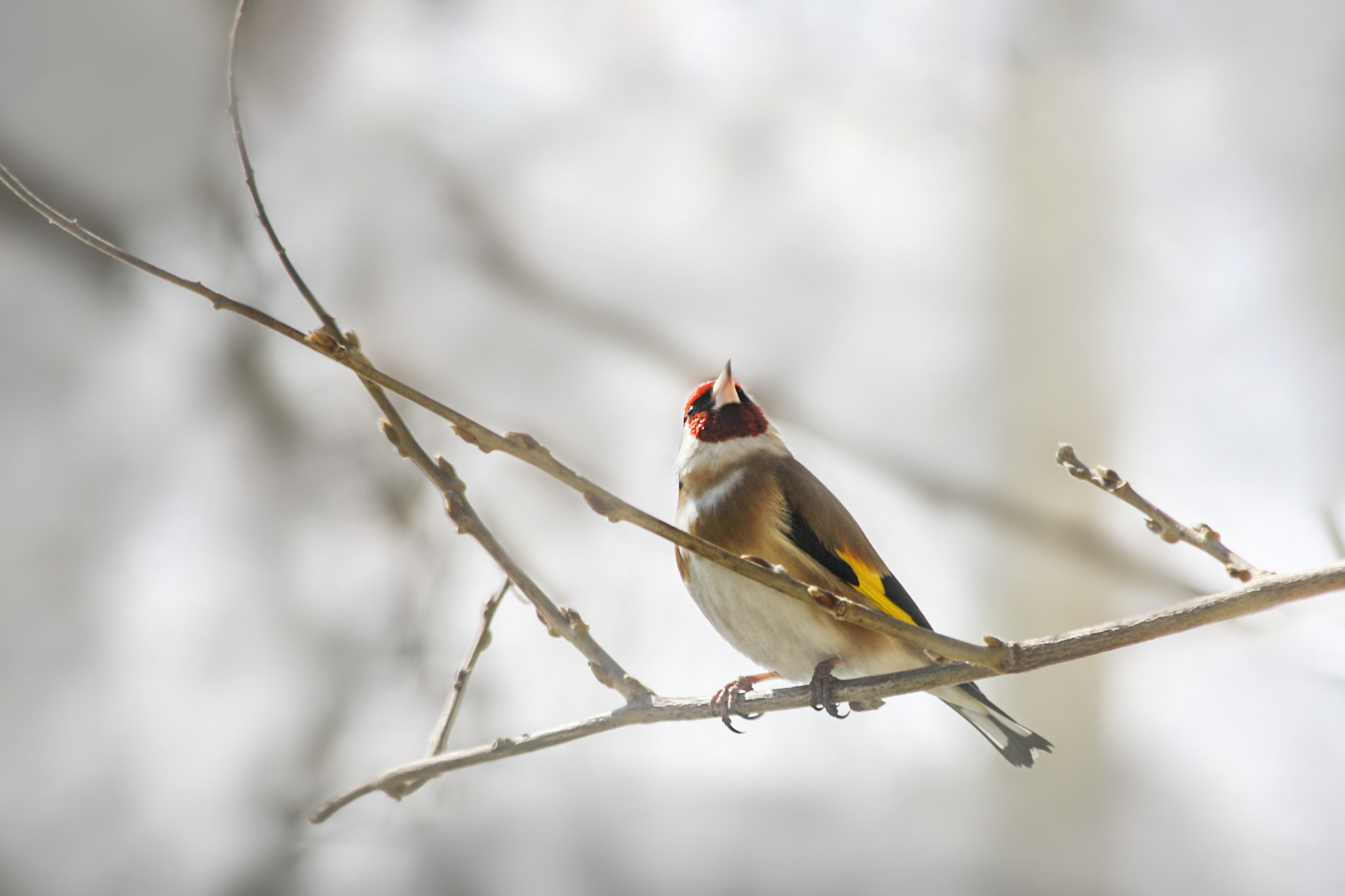 Canon EF 70-300mm F4-5.6 IS USM sample photo. Goldfinch photography