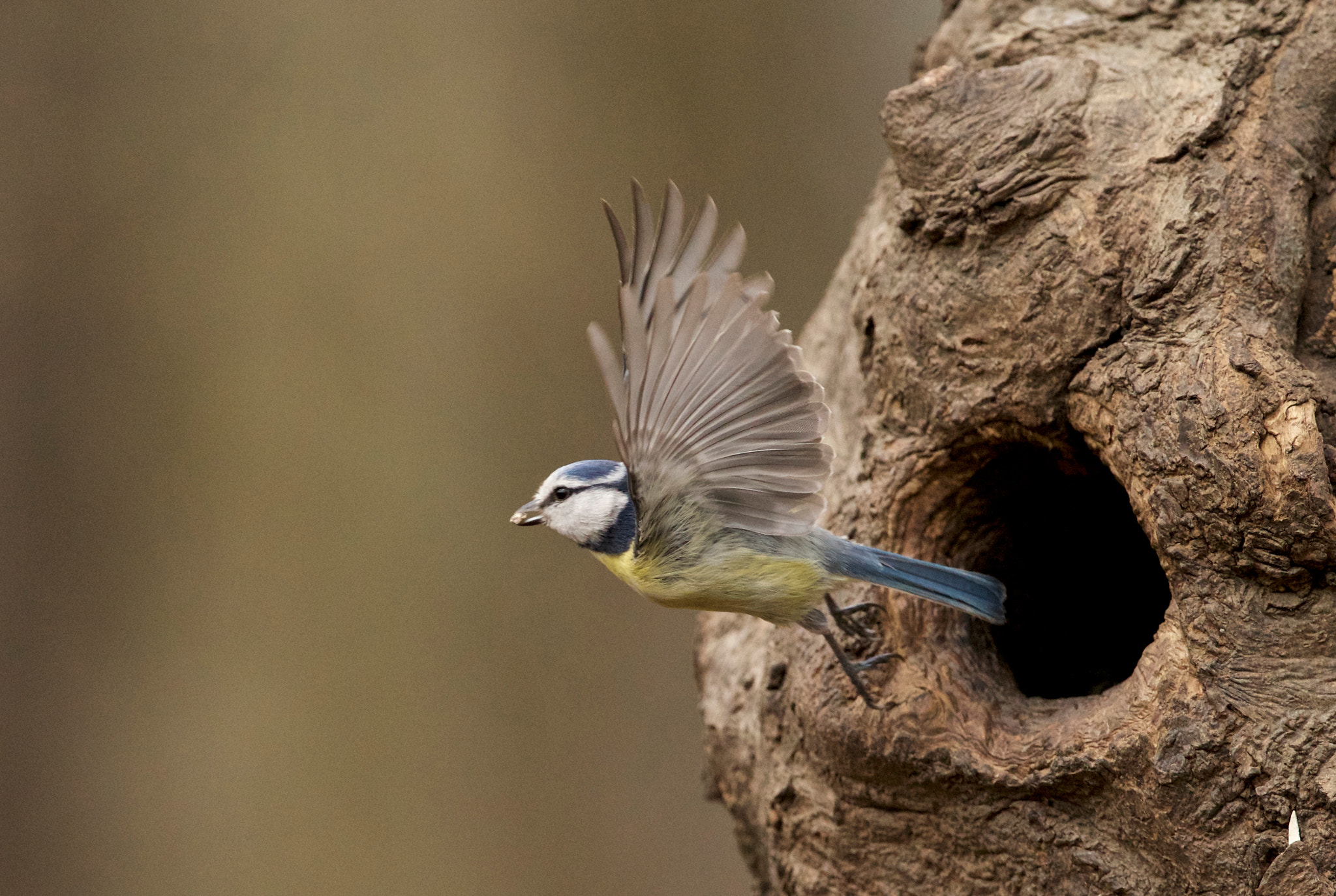 Canon EOS-1D X + Canon EF 300mm F2.8L IS II USM sample photo. Blue tit starts photography