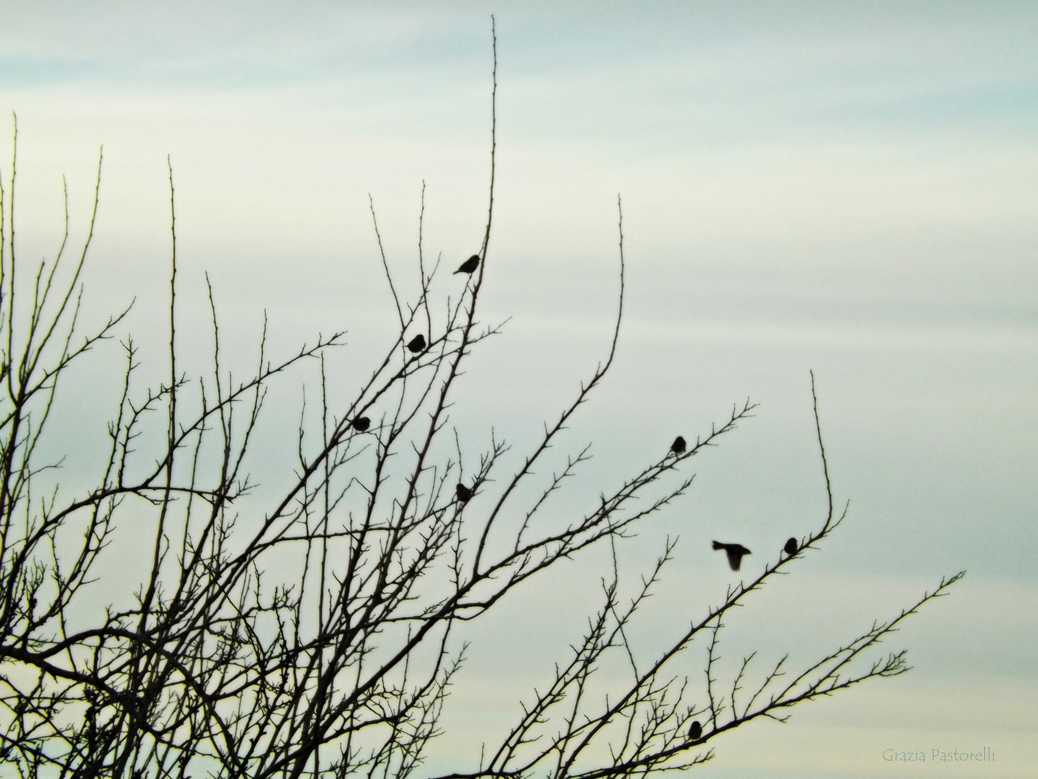 Fujifilm FinePix SL240 sample photo. Immagine photography