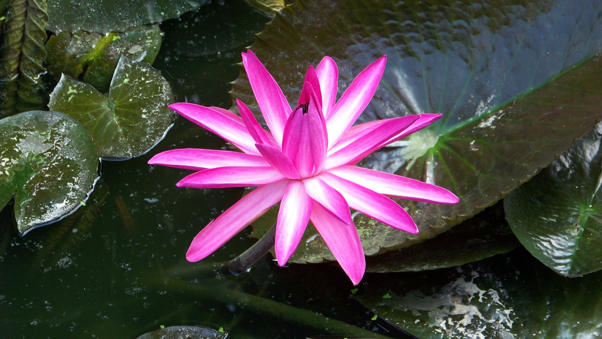 Kodak Z812 IS ZOOM DIGITAL CAMERA sample photo. Beautiful photography