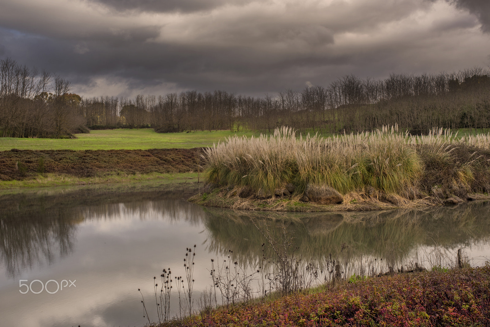 Nikon D810 + Sigma 24-70mm F2.8 EX DG Macro sample photo. Pond photography