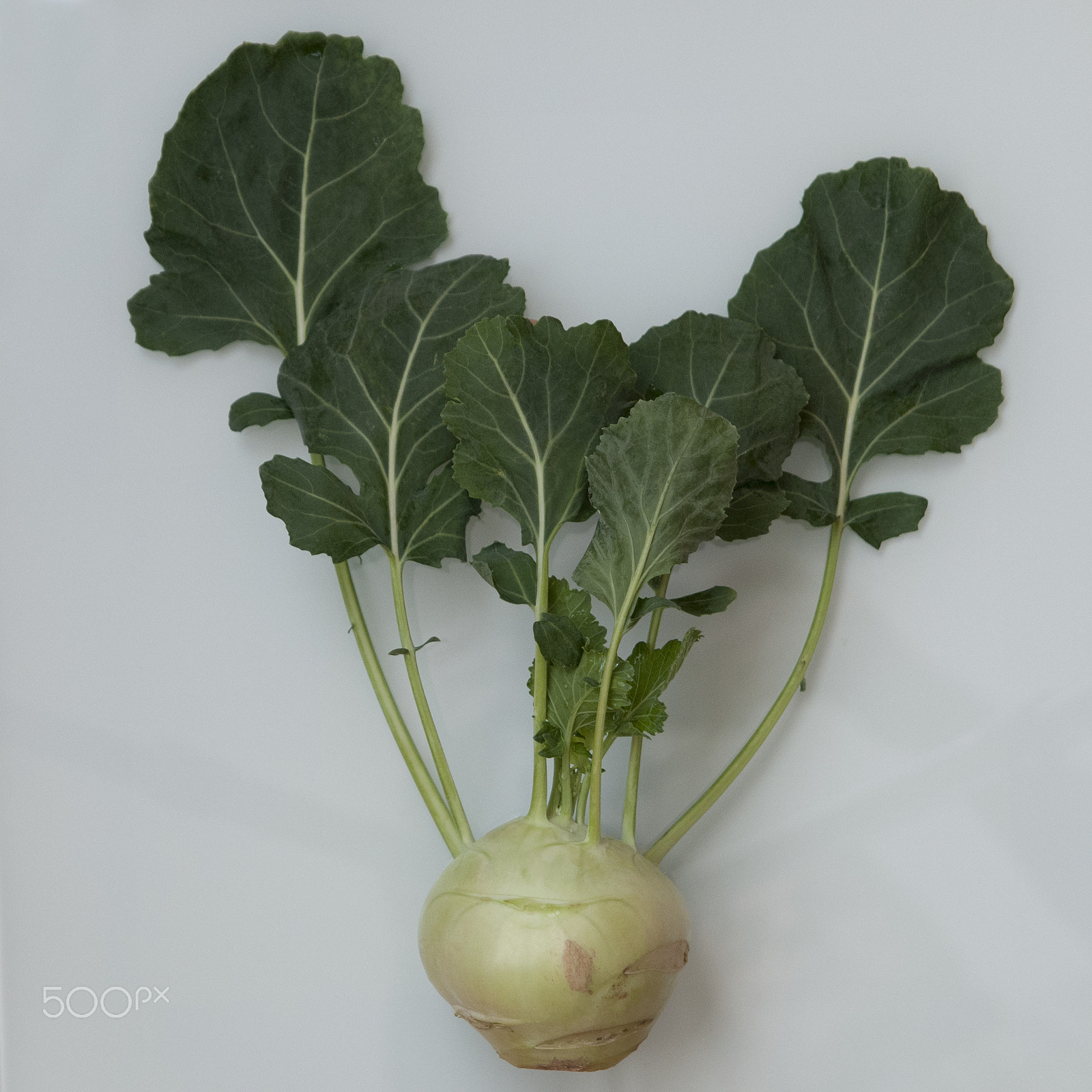 Sigma 24-70mm F2.8 EX DG HSM sample photo. Kohlrabi / cabbage turnip photography