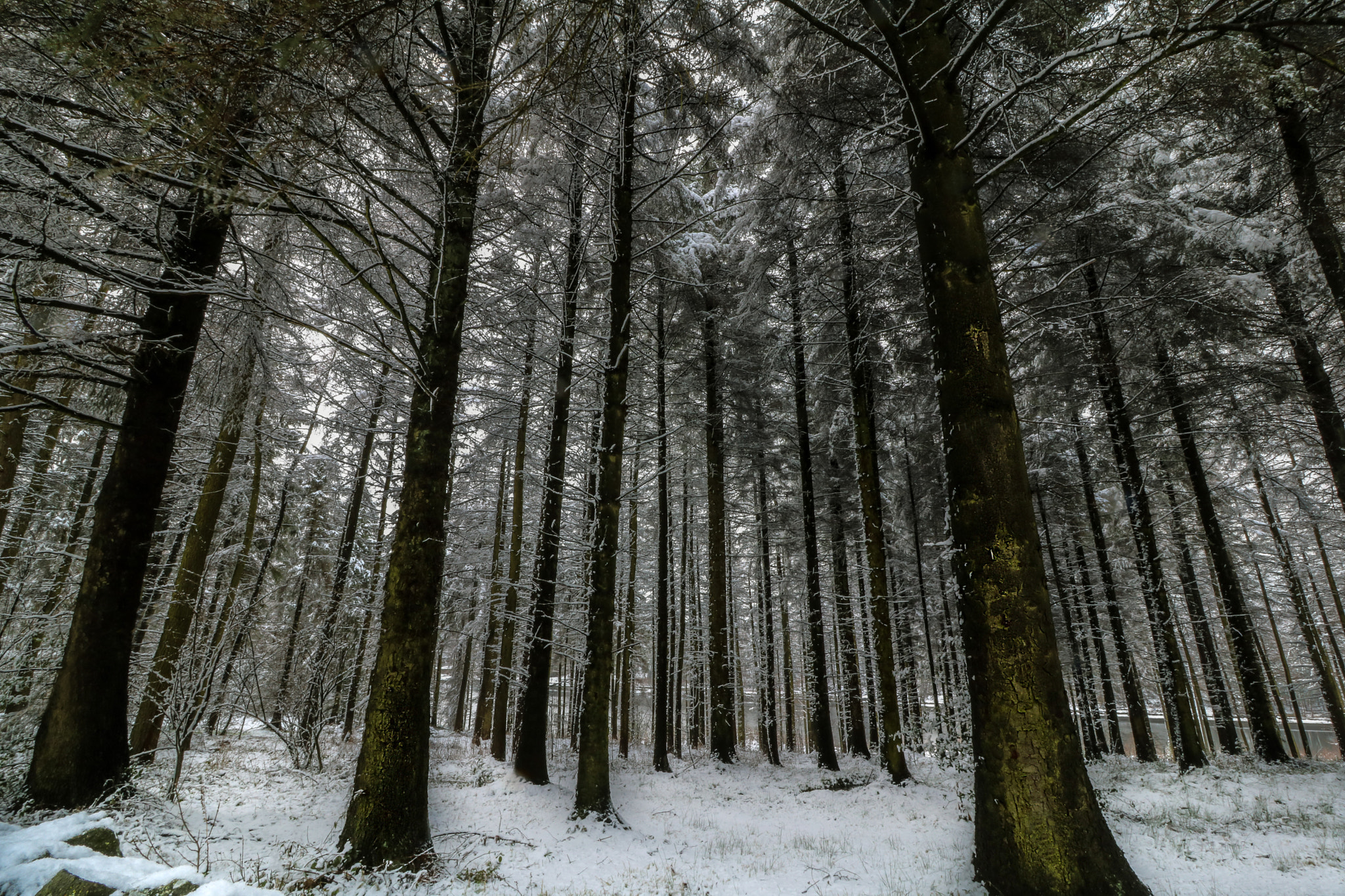 Canon EF-S 10-18mm F4.5–5.6 IS STM sample photo. White woods photography