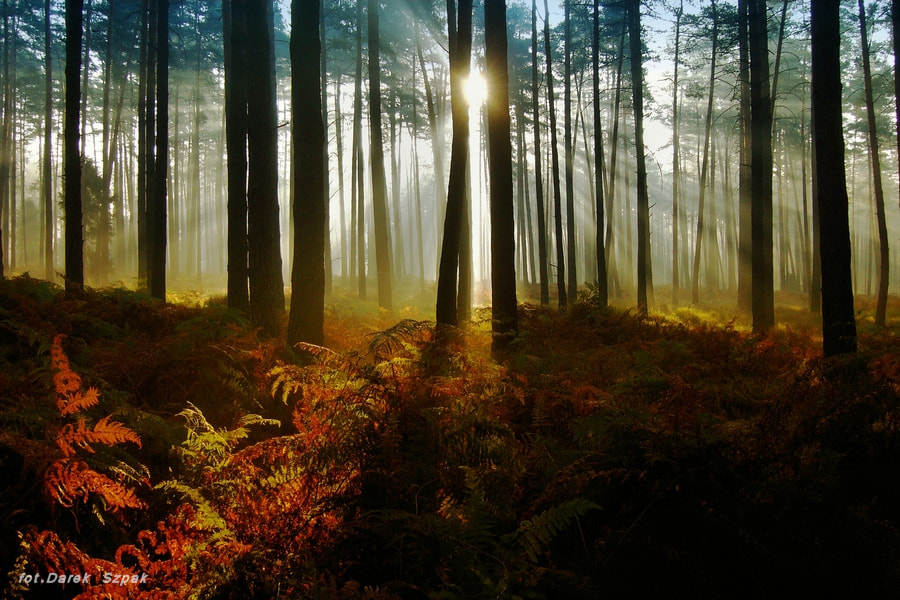 Panasonic DMC-LS2 sample photo. Sunrise in forest photography