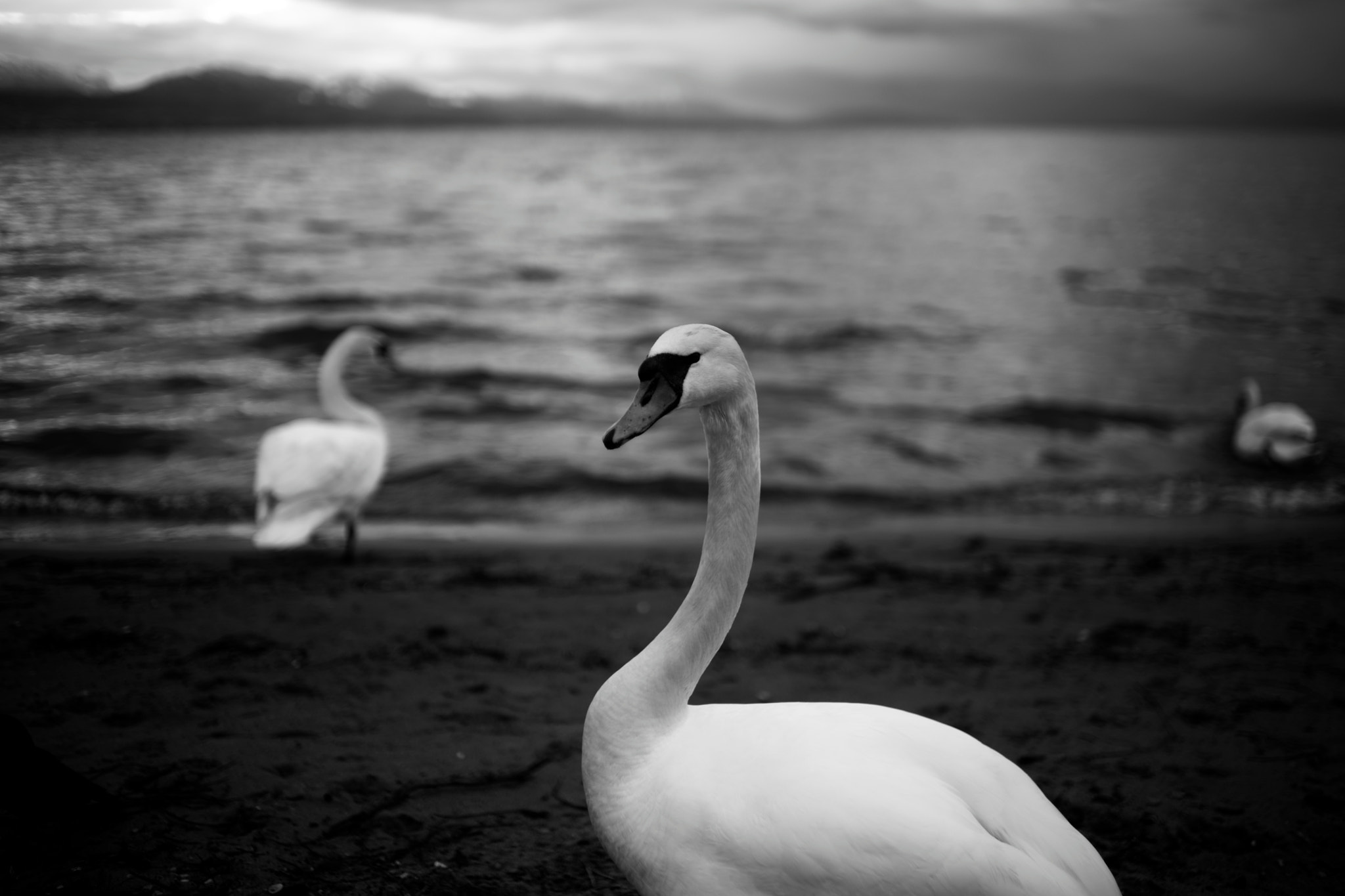 Sony a99 II + Sony 35mm F1.4 G sample photo. Swans #4, vidy, lausanne, switzerland, 05-03-2016 photography