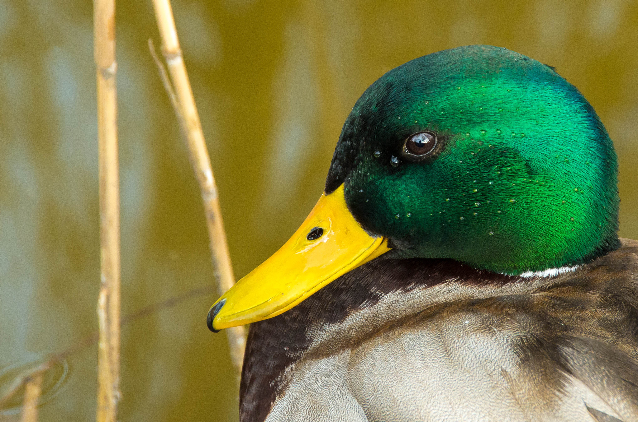 Pentax K-50 + Sigma 18-200mm F3.5-6.3 II DC OS HSM sample photo. Duck-face photography