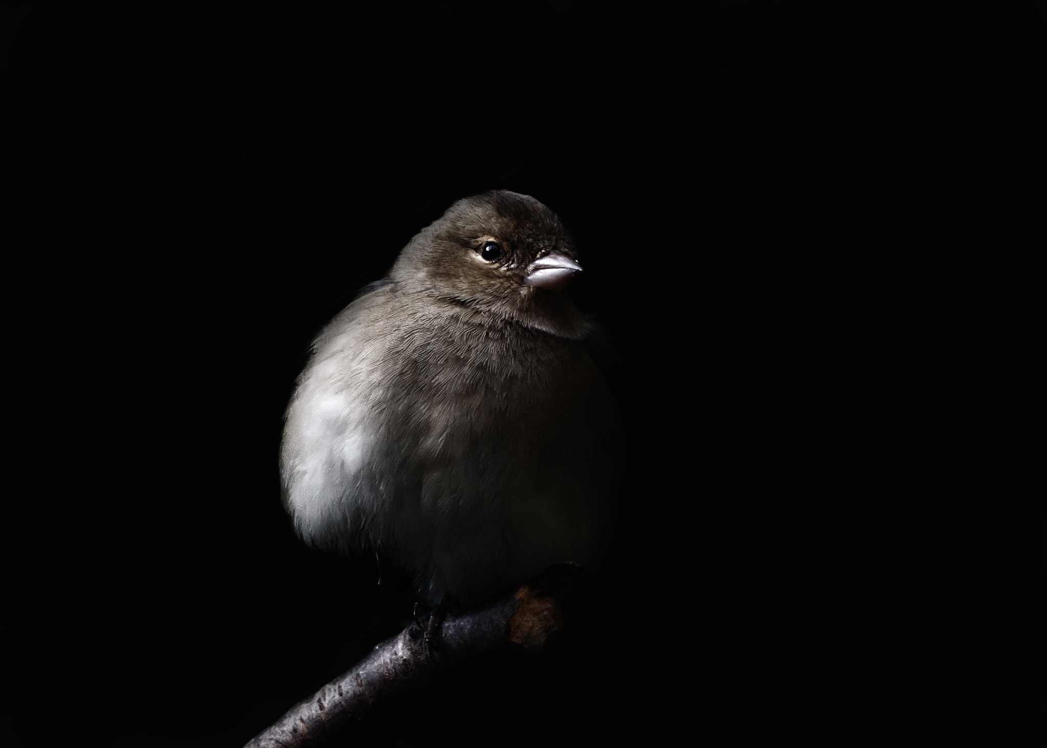 Canon EOS 700D (EOS Rebel T5i / EOS Kiss X7i) + Canon EF 400mm F5.6L USM sample photo. Chaffinch/vink (fringilla coelebs) photography