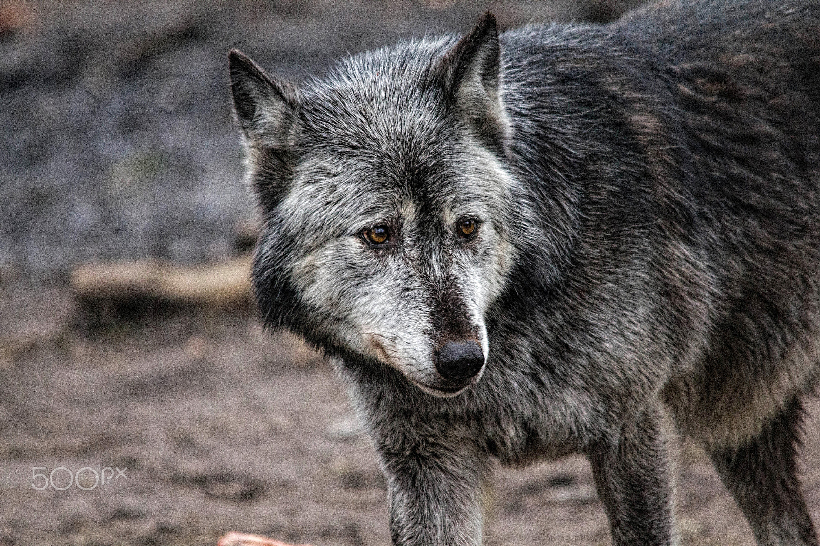 Sigma 150-500mm F5-6.3 DG OS HSM sample photo. Wolf photography