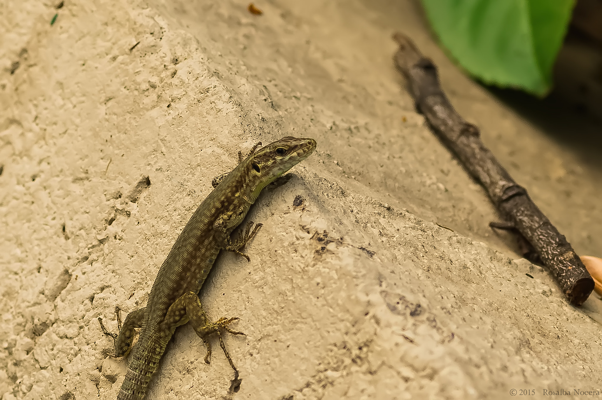 Sony SLT-A58 + Sigma AF 105mm F2.8 EX [DG] Macro sample photo. Curious climber photography