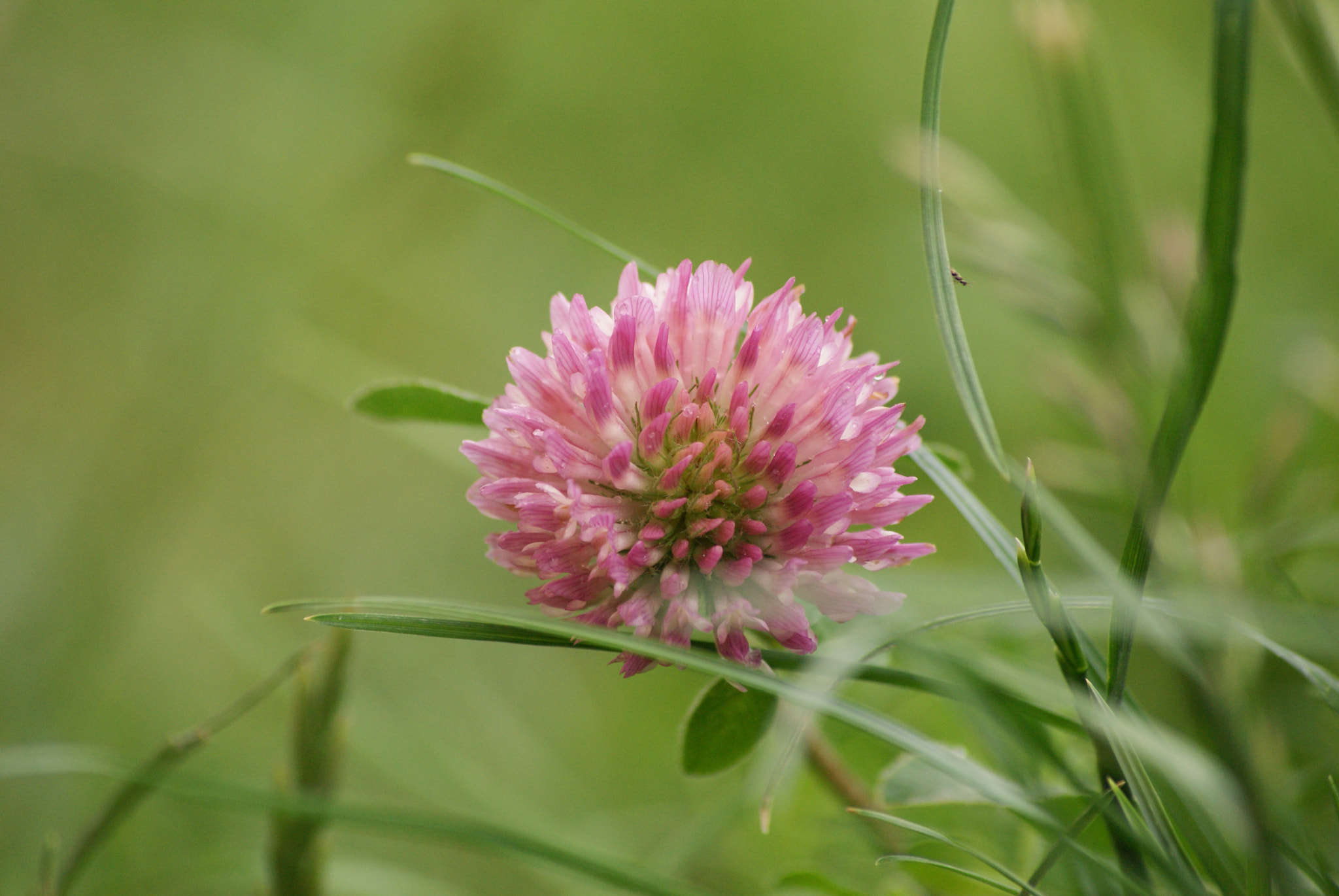 Sony Alpha DSLR-A300 + Sony DT 55-200mm F4-5.6 SAM sample photo. Fleur de trefle photography