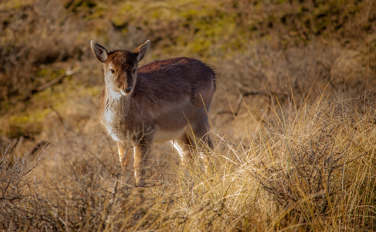 Canon EF-S 55-250mm F4-5.6 IS STM sample photo. Little deer photography