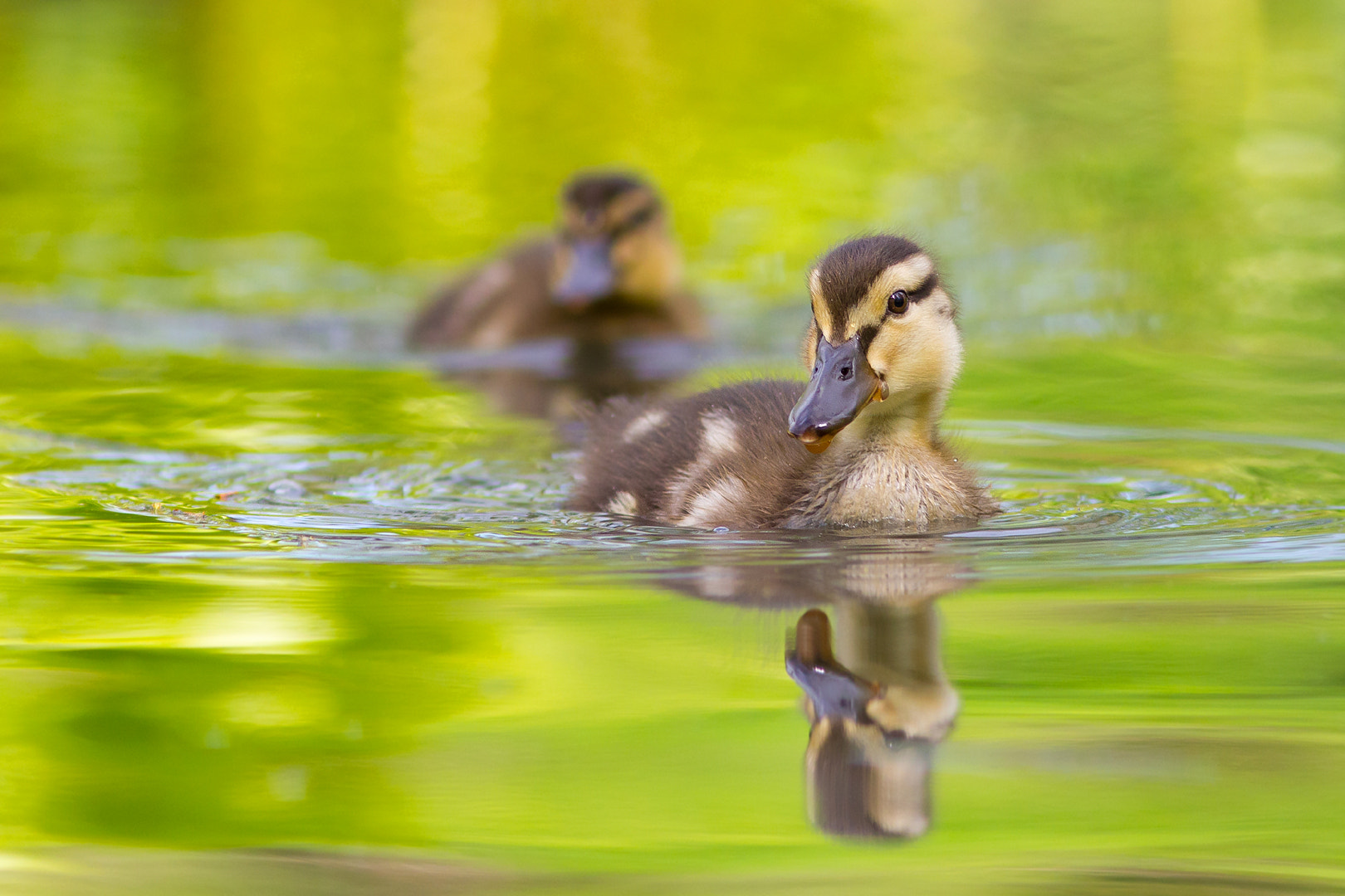 Canon EOS 550D (EOS Rebel T2i / EOS Kiss X4) + Canon EF 300mm F4L IS USM sample photo. Ducklings swimming photography