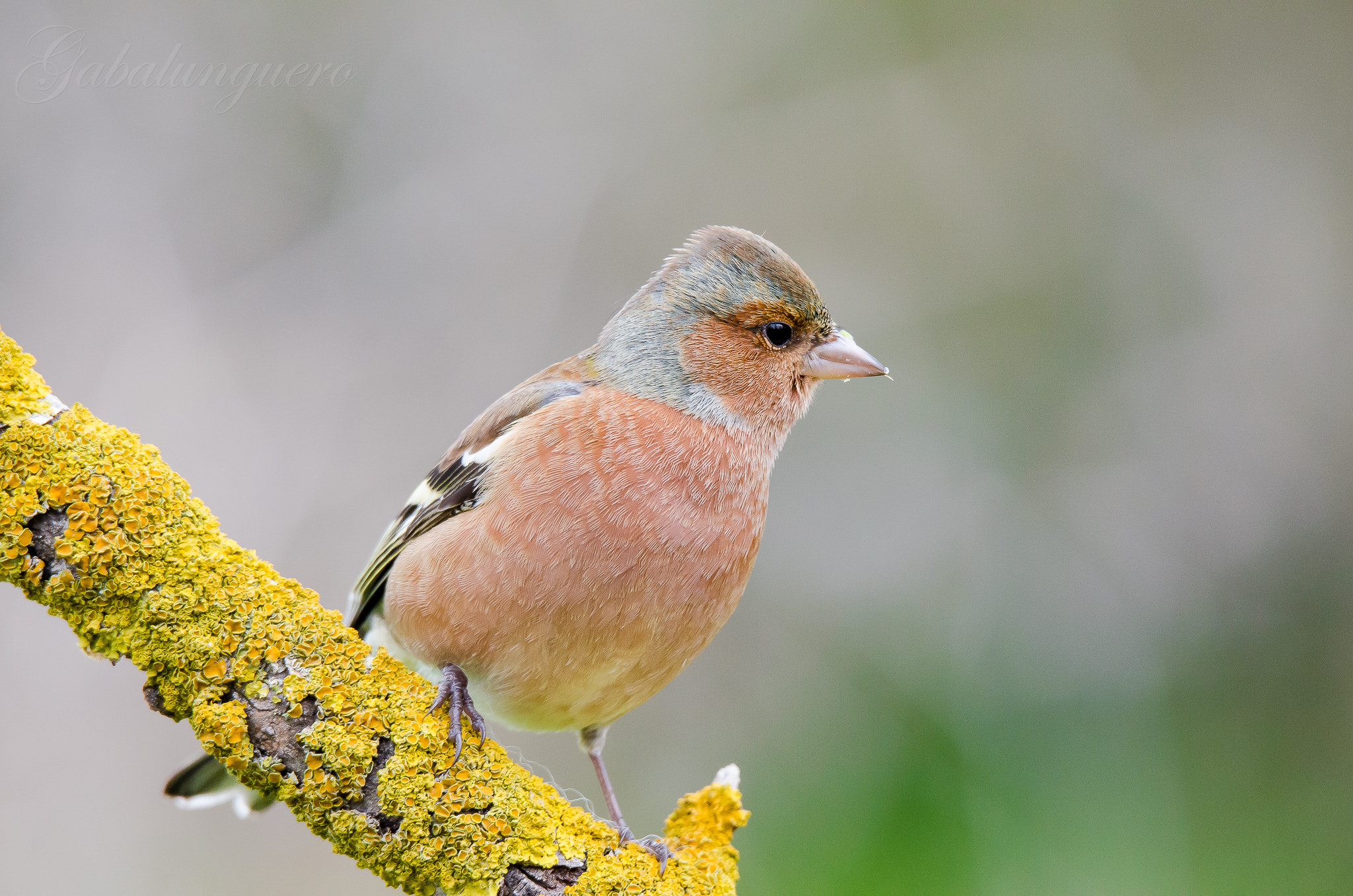 Sigma 150-600mm F5-6.3 DG OS HSM | S sample photo. Pinzon vulgar (fringilla coelebs) photography