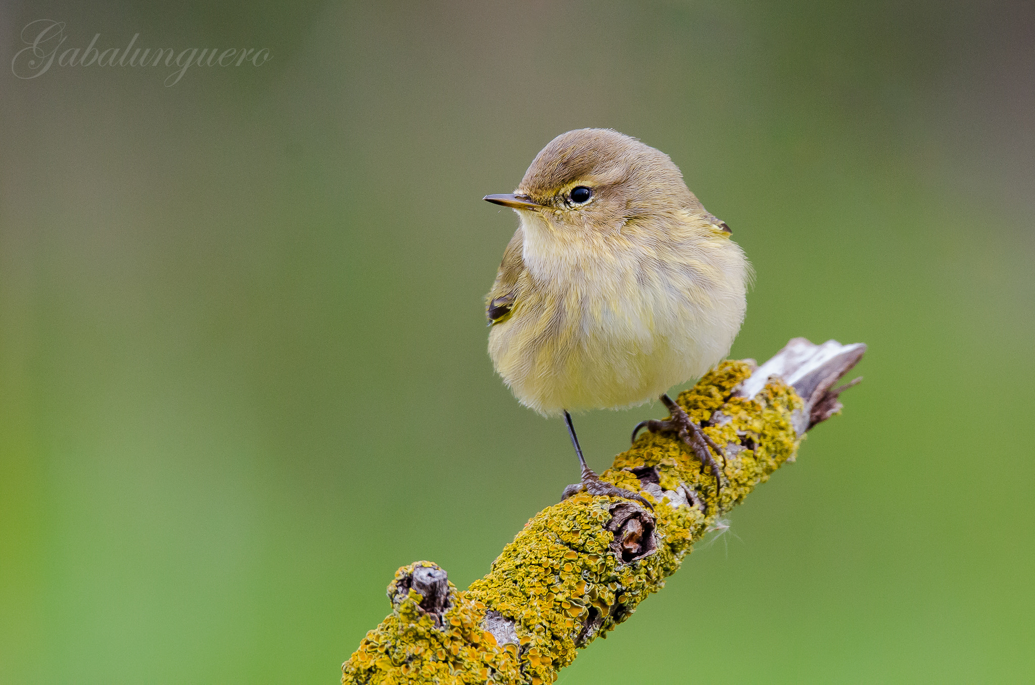 Sigma 150-600mm F5-6.3 DG OS HSM | S sample photo. Mosquitero comun (phylloscopus collybita) photography
