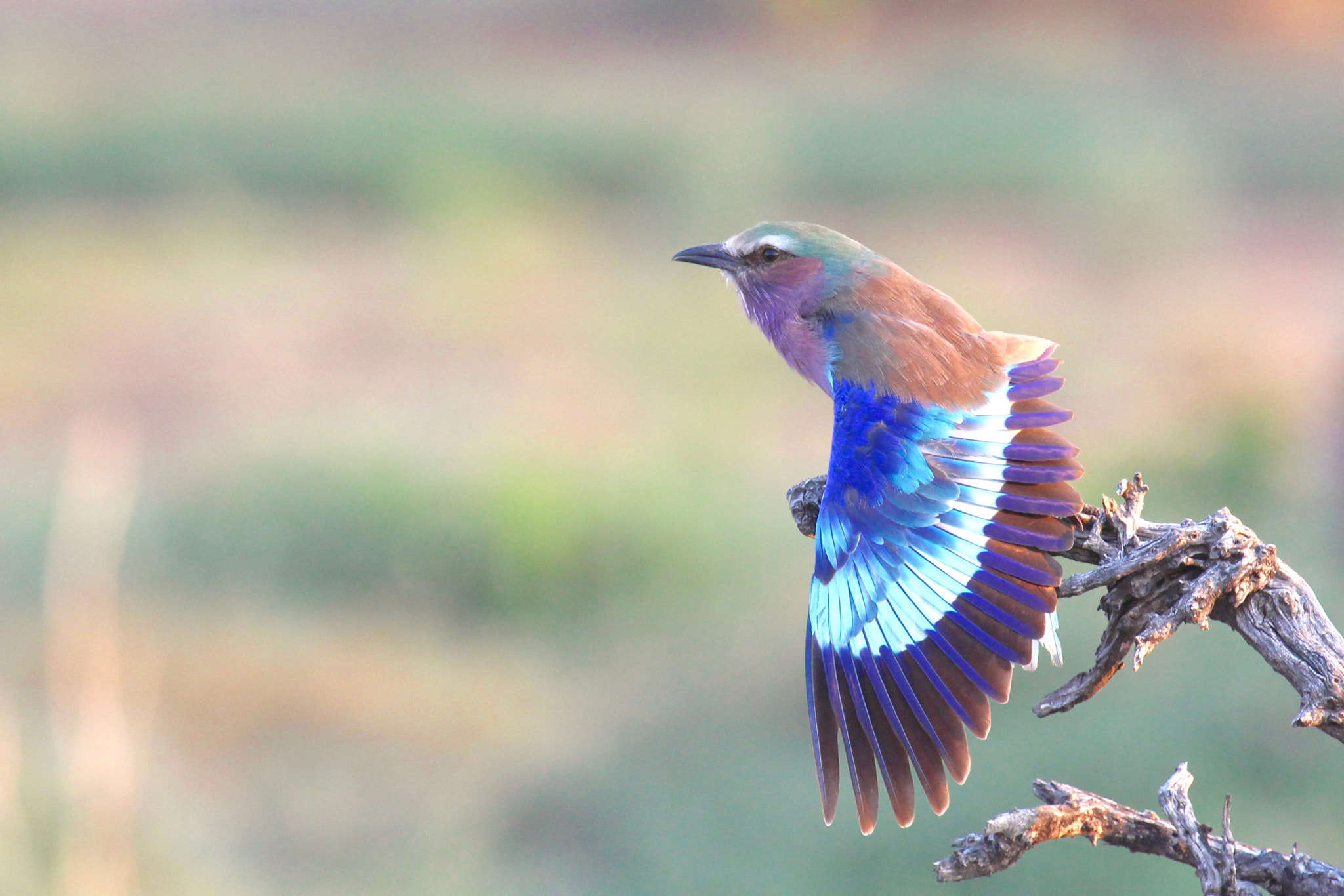 Canon EF 100-400mm F4.5-5.6L IS USM sample photo. Light reflection ... pose by lilac breasted roller photography