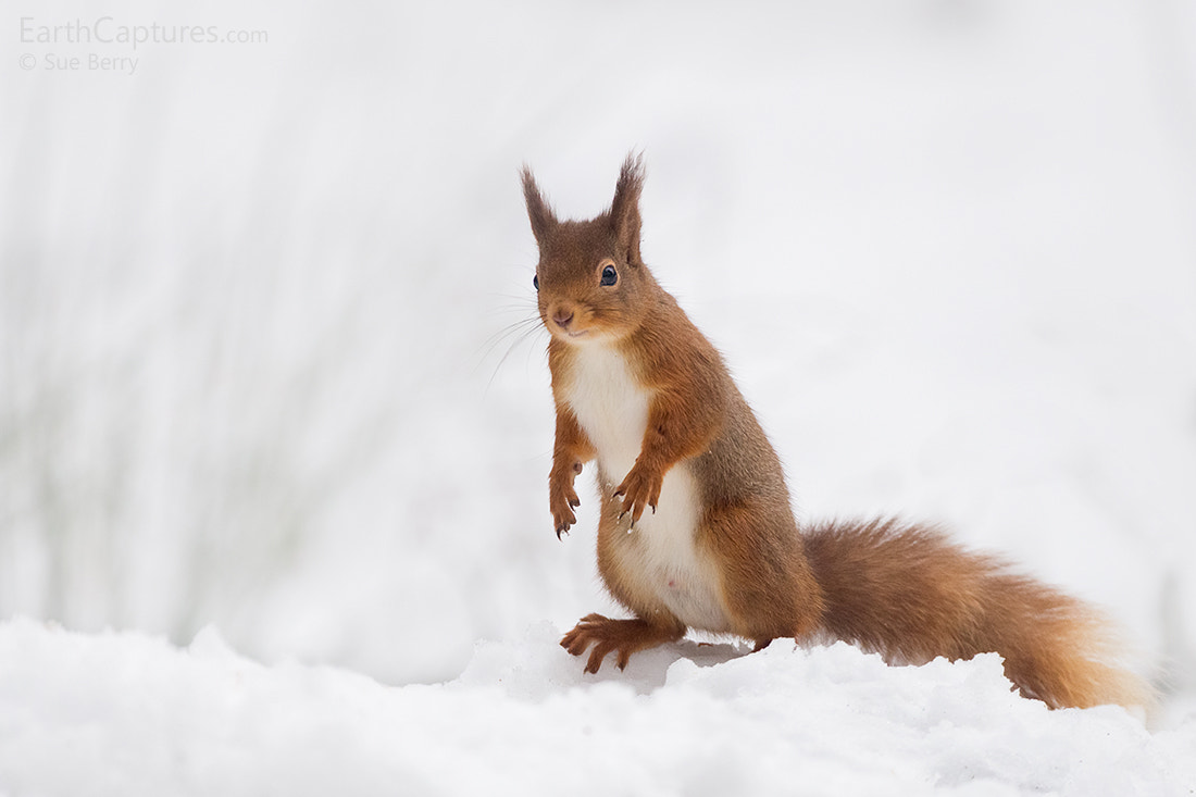 Canon EF 300mm F2.8L IS USM sample photo. Red squirrel photography