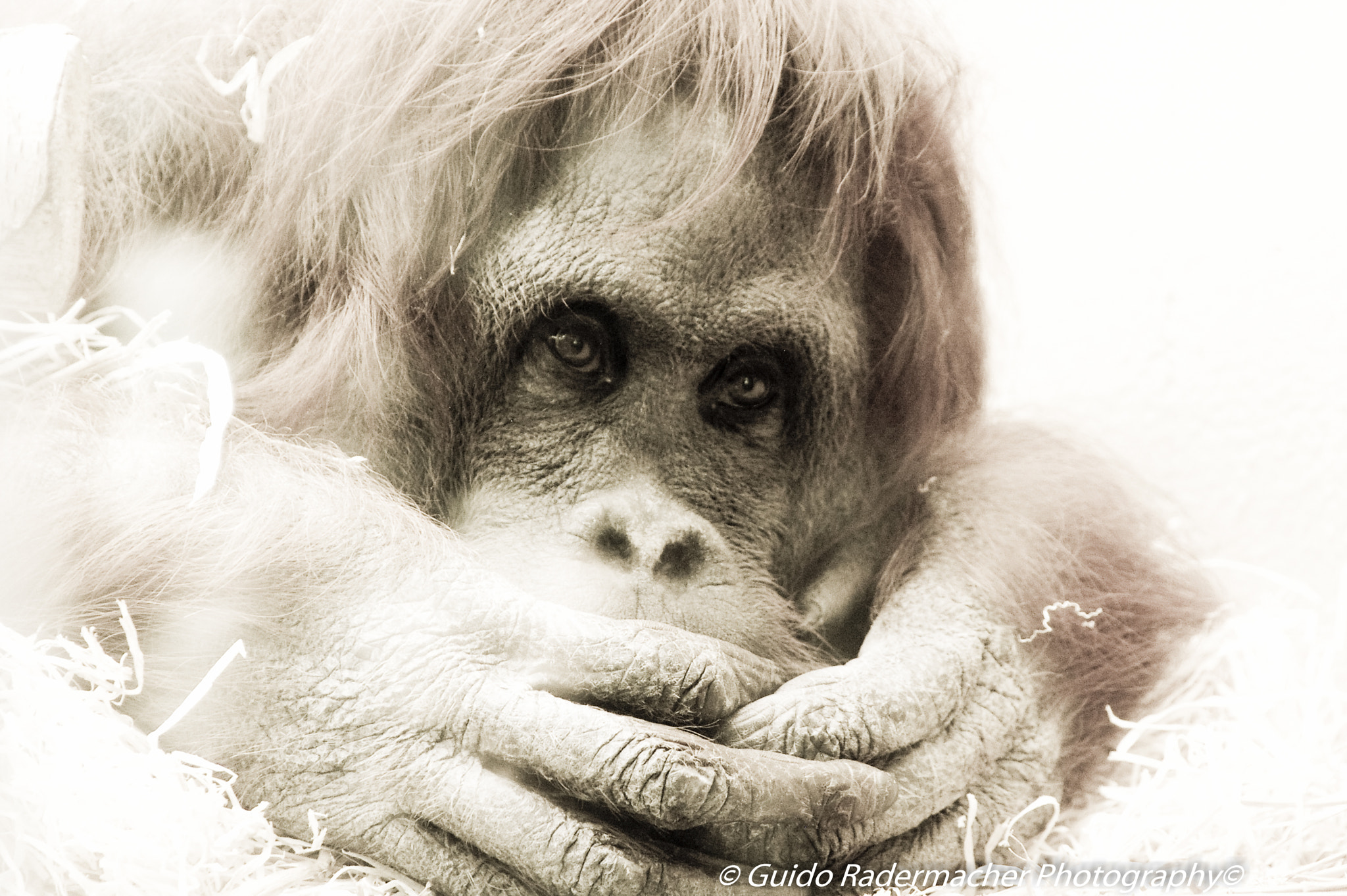 Tamron AF 28-300mm F3.5-6.3 XR Di LD Aspherical (IF) Macro sample photo. Orang utan photography