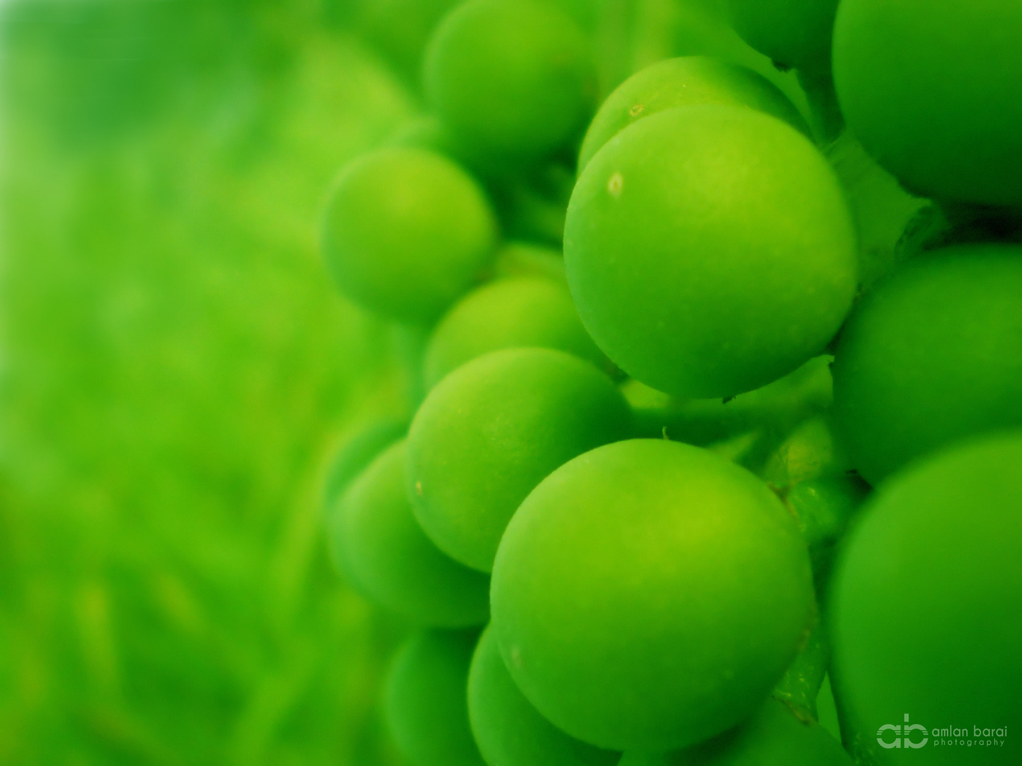 Olympus T105,T100,X36 sample photo. Diffusion... photography