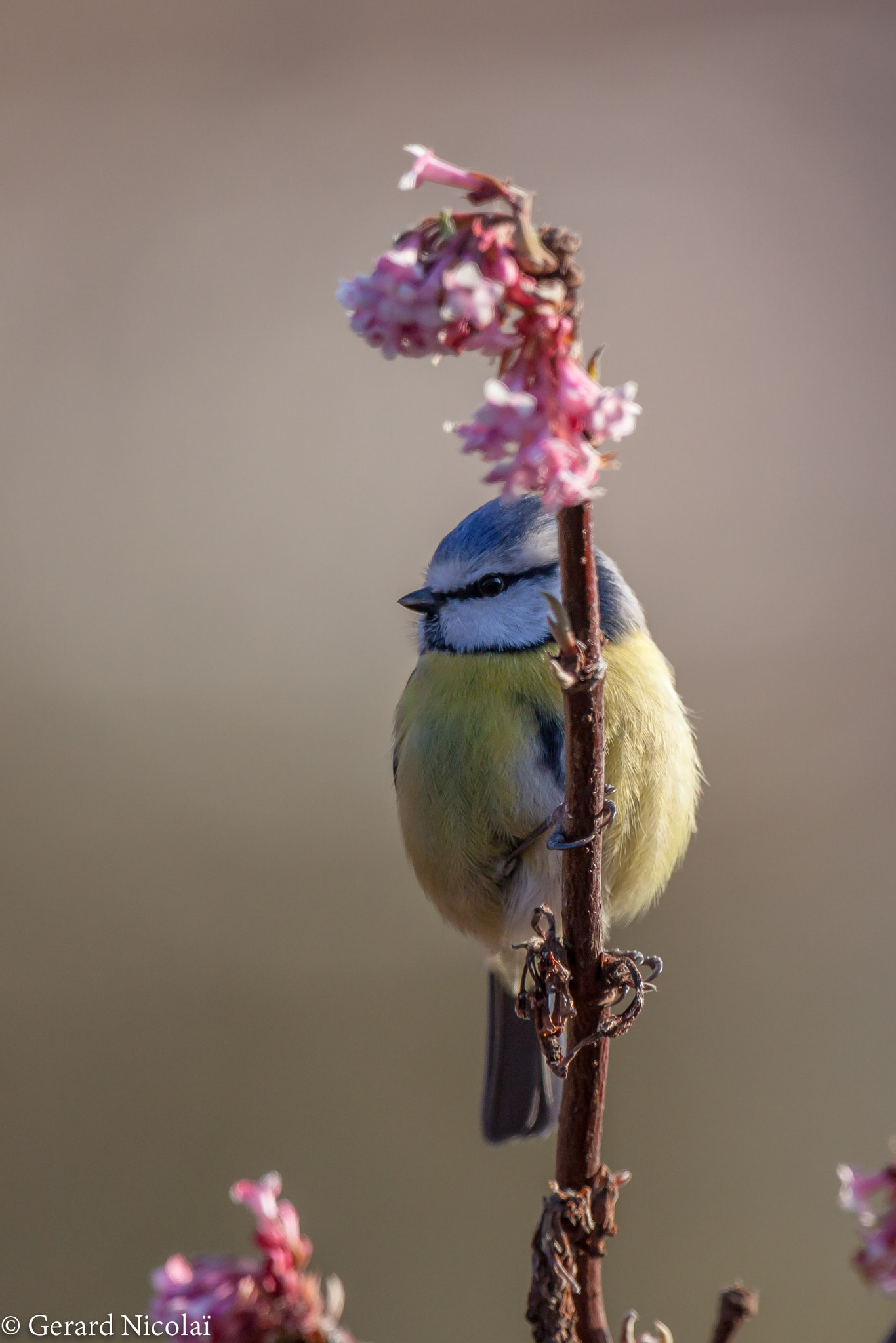 Canon EF 300mm F2.8L IS USM sample photo. Blue tit in the sunshine.. photography