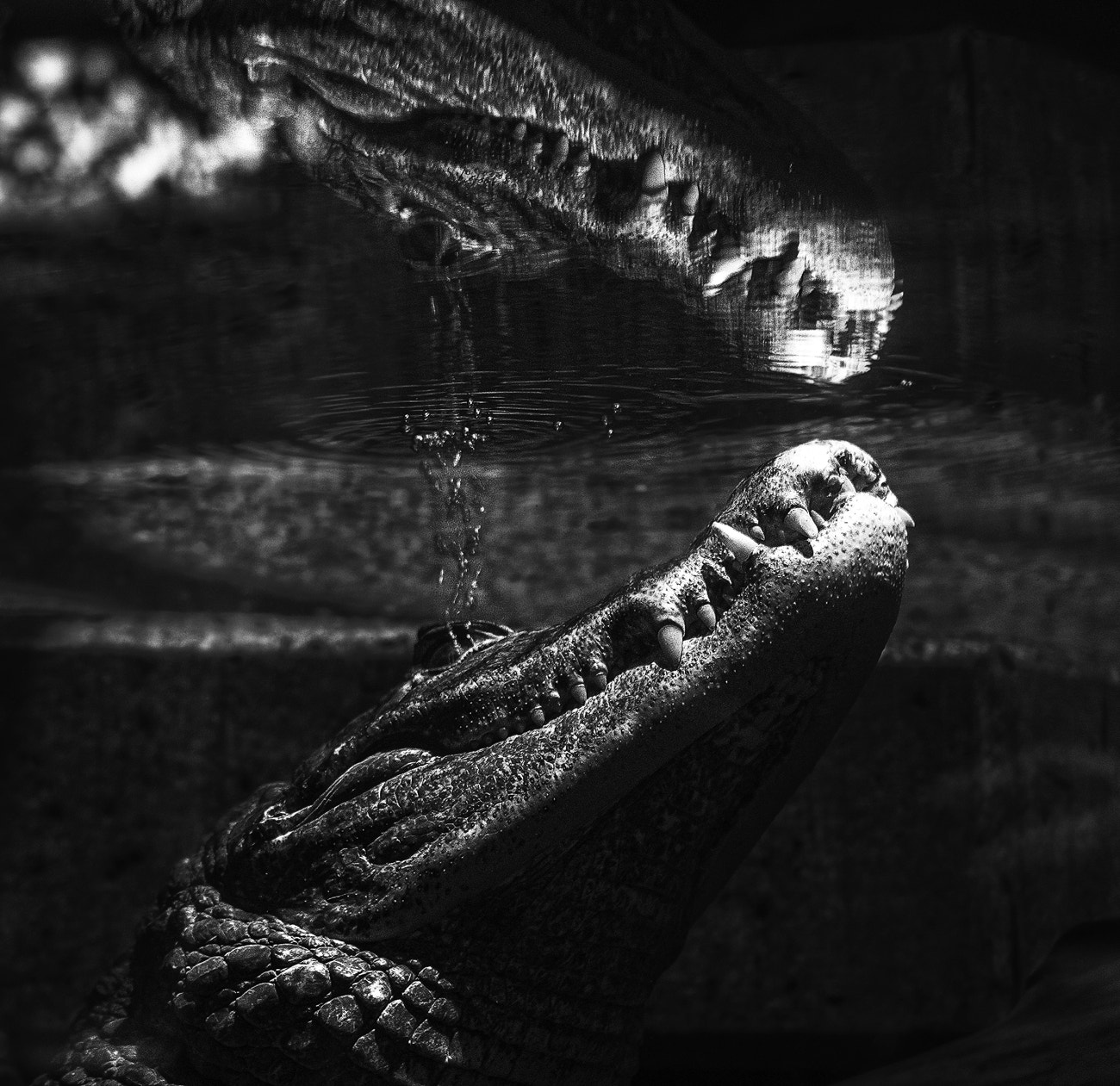 Nikon AF-S DX Micro Nikkor 40mm F2.8 sample photo. Crocodile n°1 photography