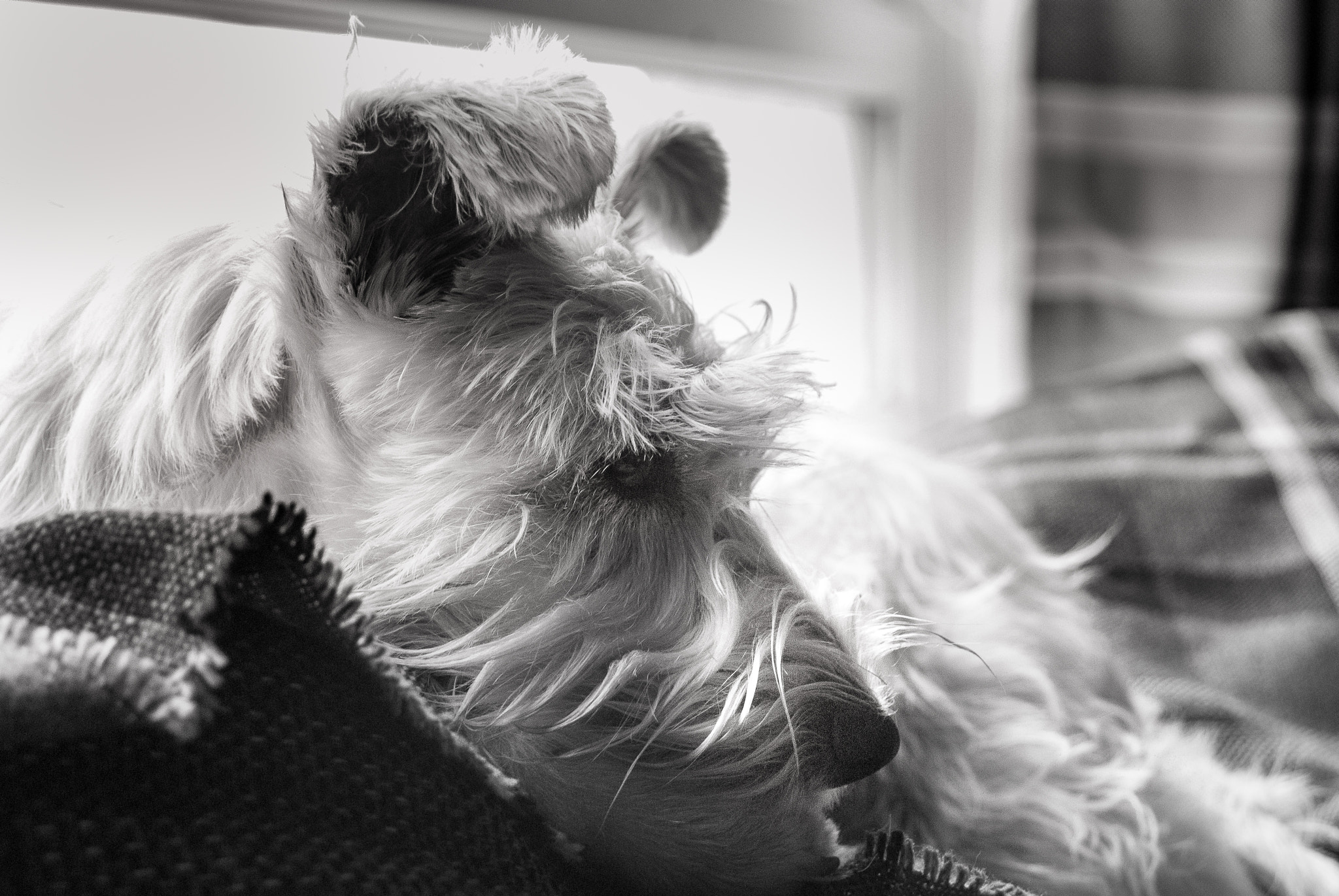 AF Zoom-Nikkor 35-80mm f/4-5.6D N sample photo. Lazy morag photography