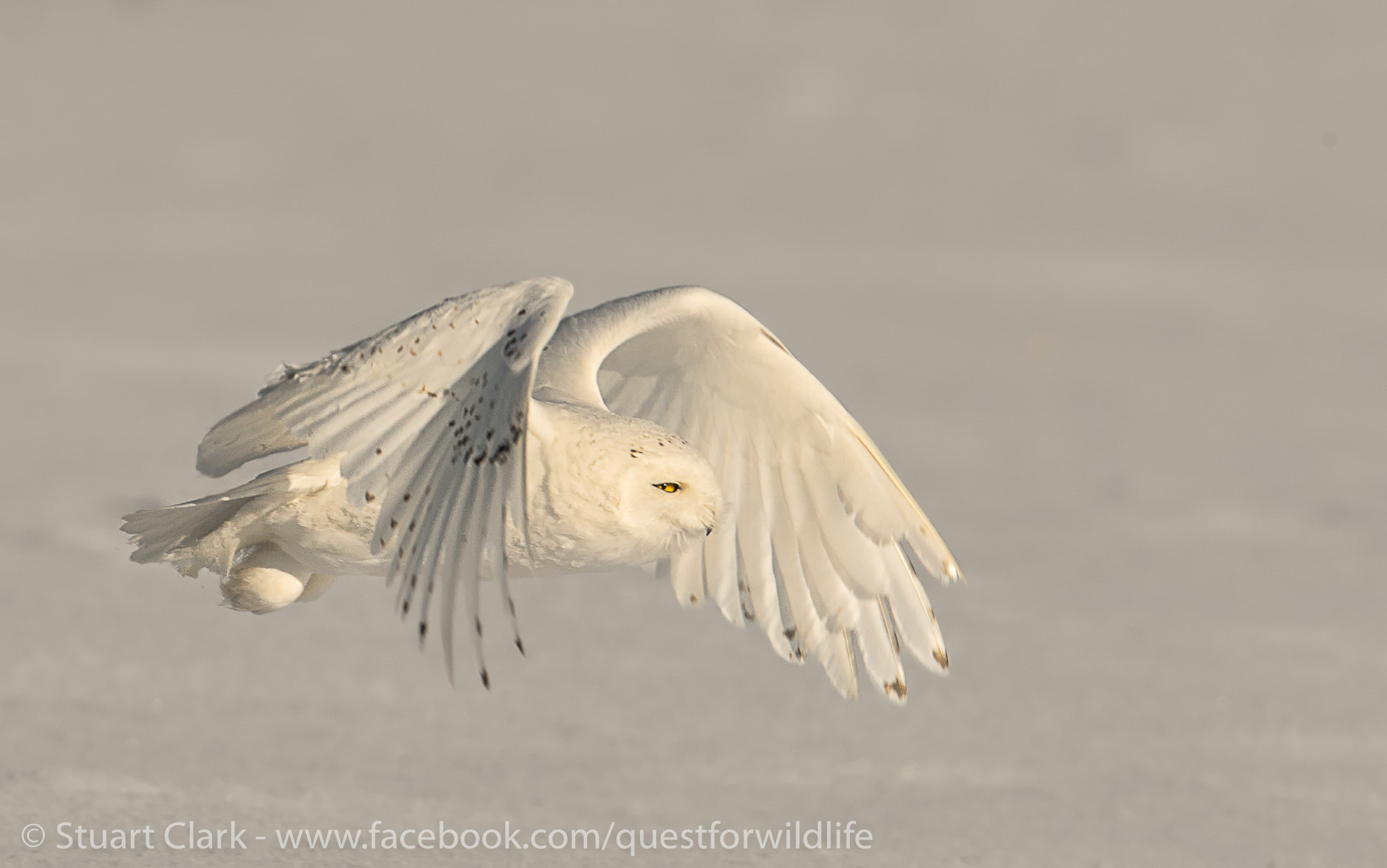 Canon EF 600mm F4L IS USM sample photo. Snow angel photography