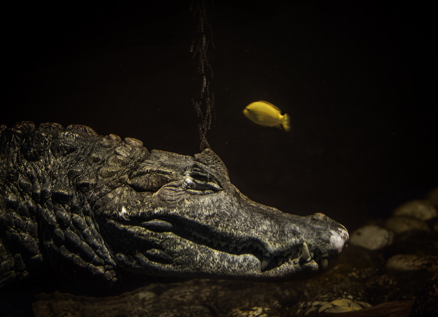 Nikon AF-S DX Micro Nikkor 40mm F2.8 sample photo. Crocodile n°2 photography
