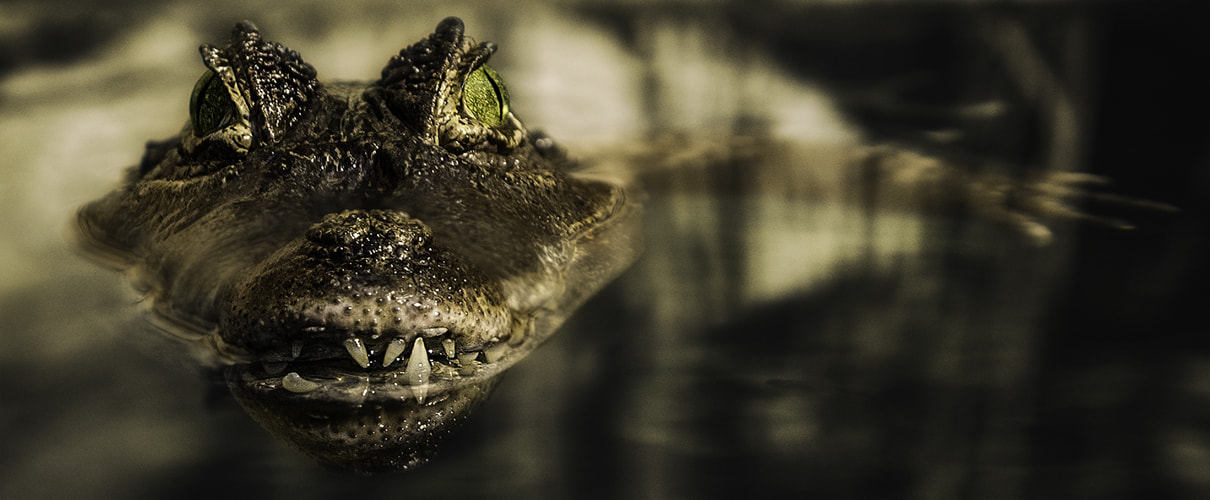 Nikon AF-S DX Micro Nikkor 40mm F2.8 sample photo. Crocodile n°3 photography