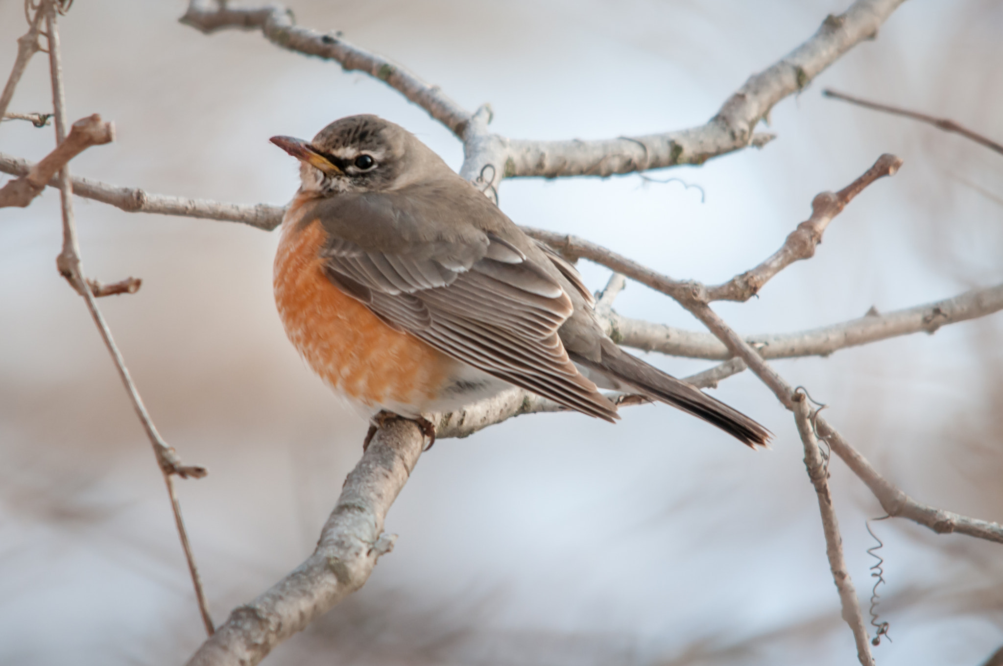 Sigma 150-500mm F5-6.3 DG OS HSM sample photo. Robin photography