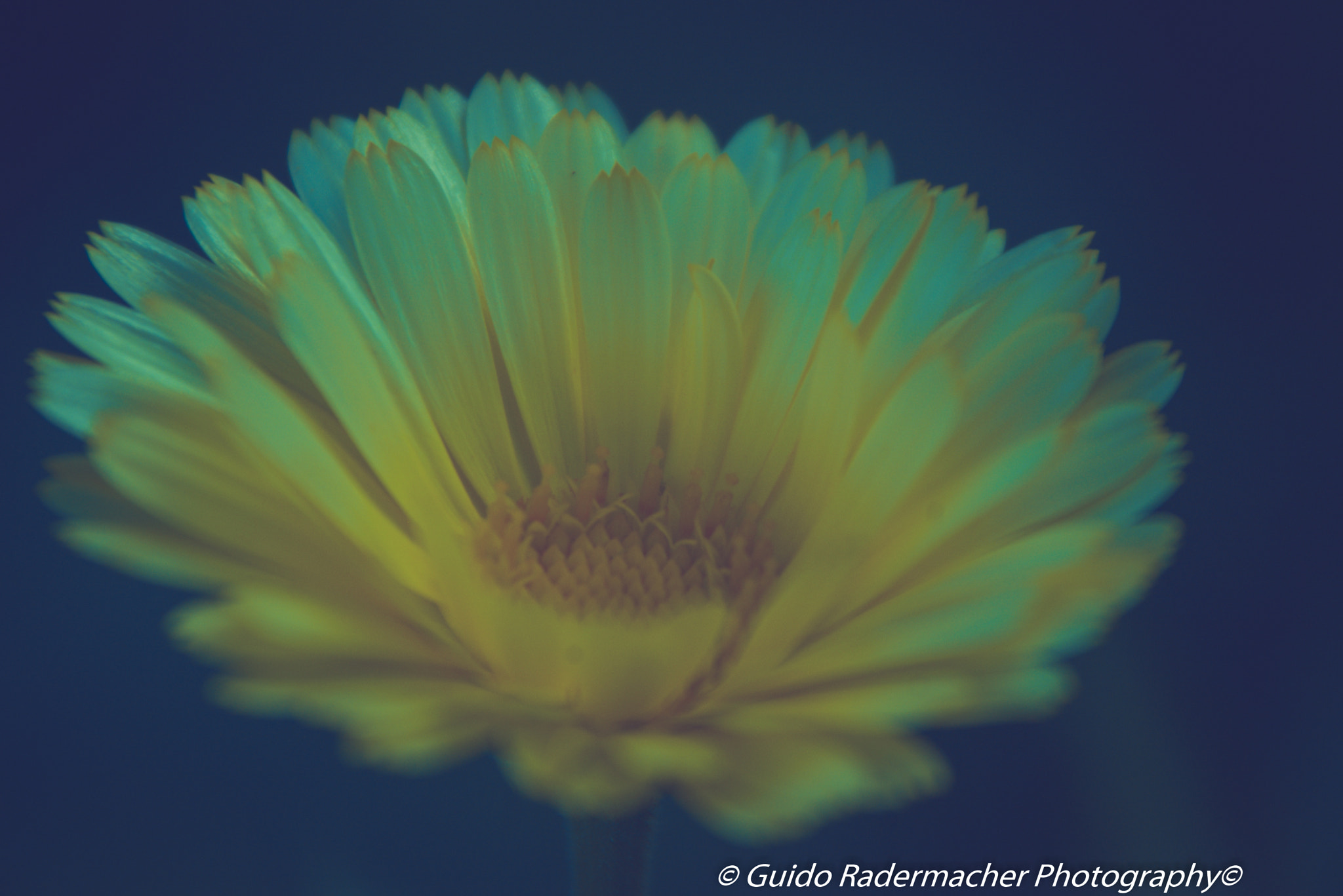 Tamron AF 28-300mm F3.5-6.3 XR Di LD Aspherical (IF) Macro sample photo. Flower photography