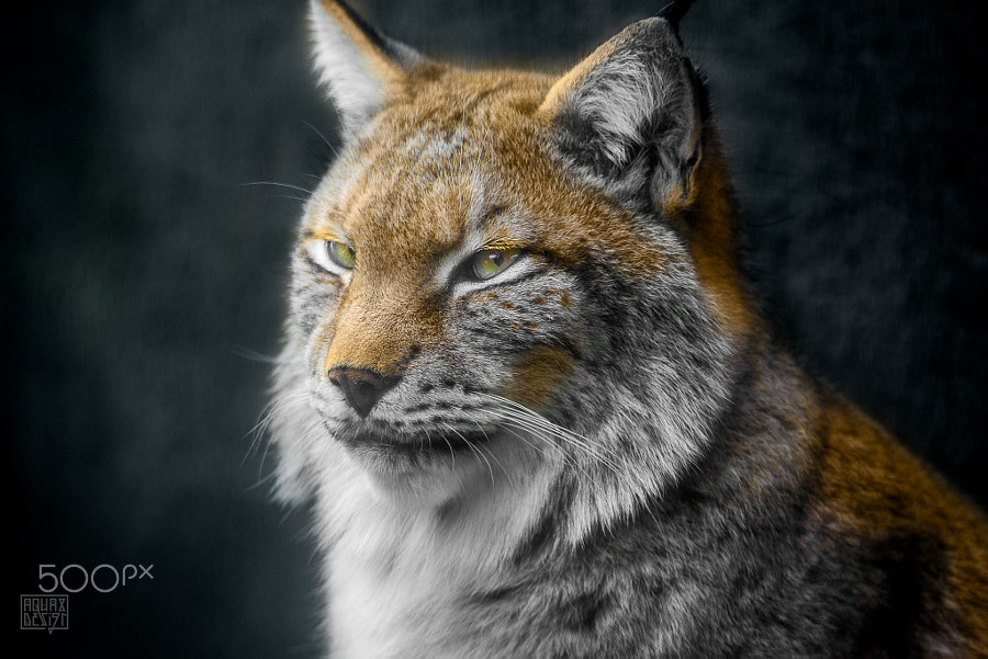 Lynx by Quentin Denoël / 500px