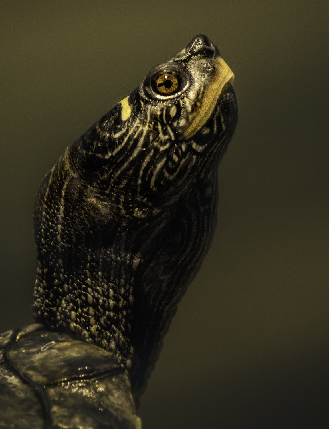 Nikon Df sample photo. Turtle photography