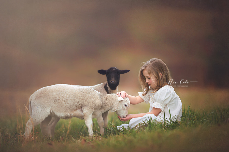 Nikon D4S + Nikon AF-S Nikkor 200mm F2G ED VR II sample photo. A girl and her lambs photography