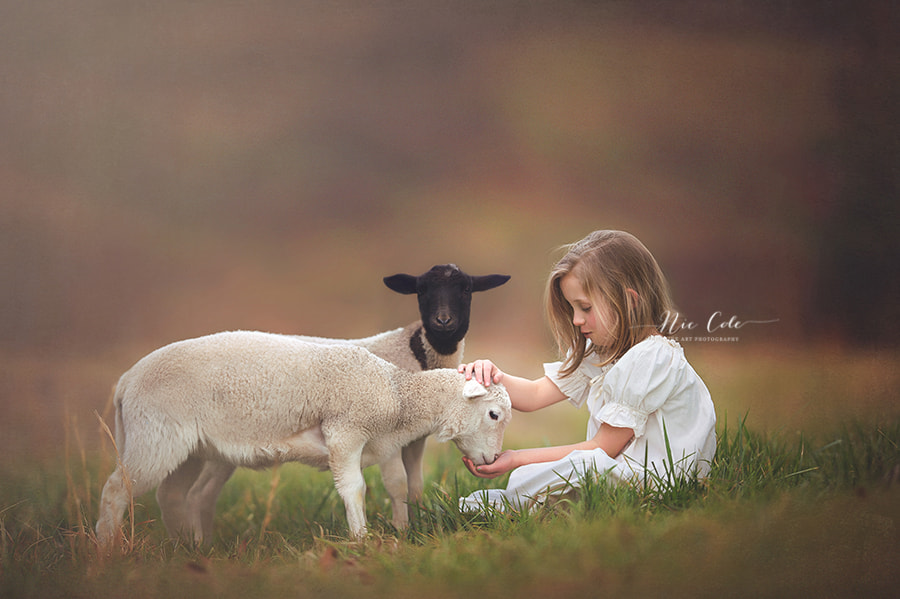 Nikon AF-S Nikkor 200mm F2G ED VR II sample photo. A girl and her lambs photography