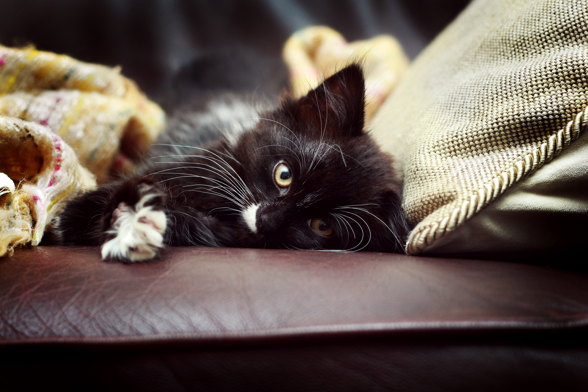 Canon EOS 650D (EOS Rebel T4i / EOS Kiss X6i) + Canon EF 50mm f/1.8 sample photo. Little james photography