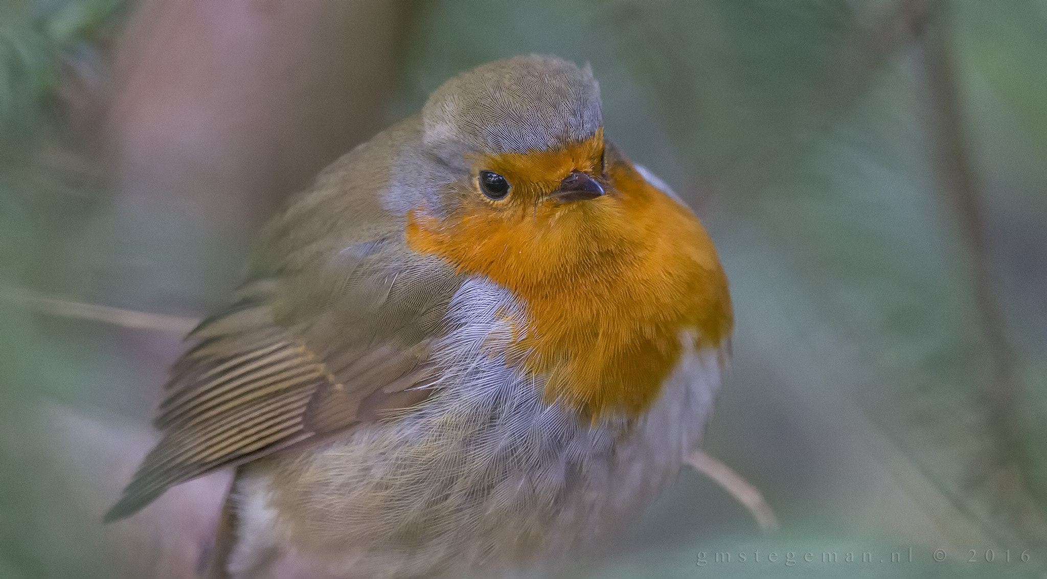 Sigma 150-600mm F5-6.3 DG OS HSM | C sample photo. Robin photography