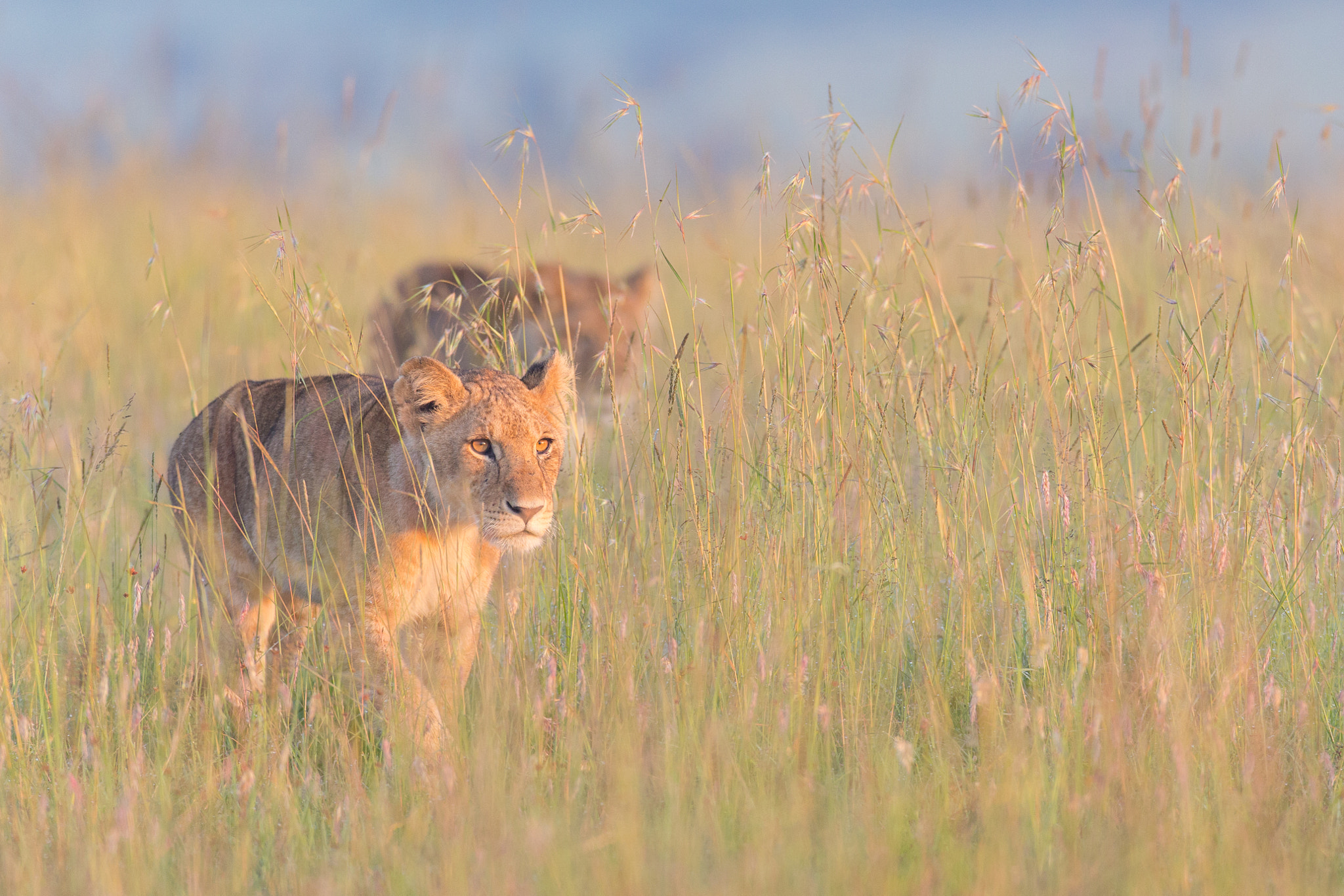 Canon EOS-1D X + Canon EF 600mm f/4L IS sample photo. Cub in the long grass photography
