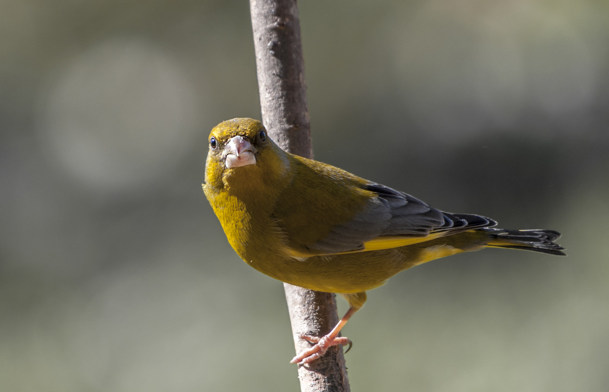 Sigma 50-500mm F4.5-6.3 DG OS HSM sample photo. Verderon photography