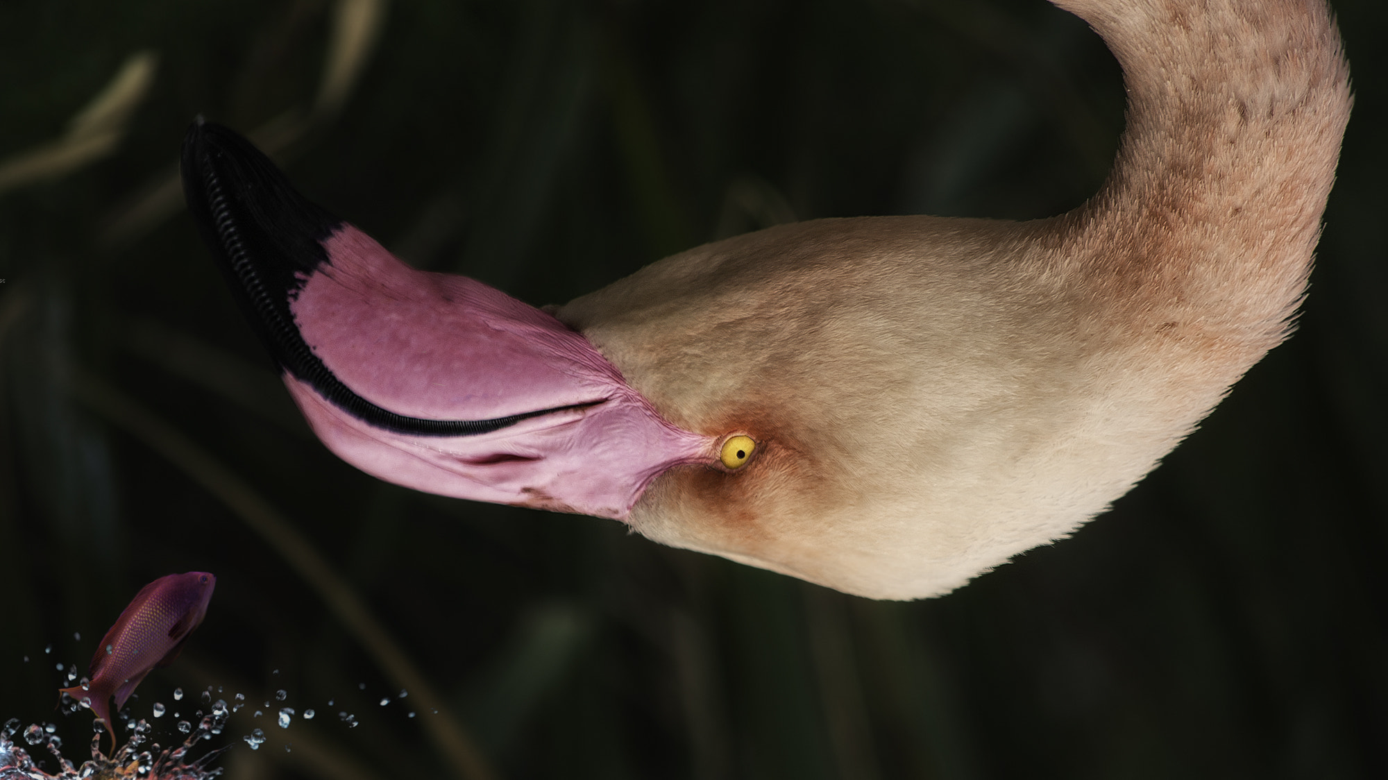 Nikon Df sample photo. Eye to eye photography