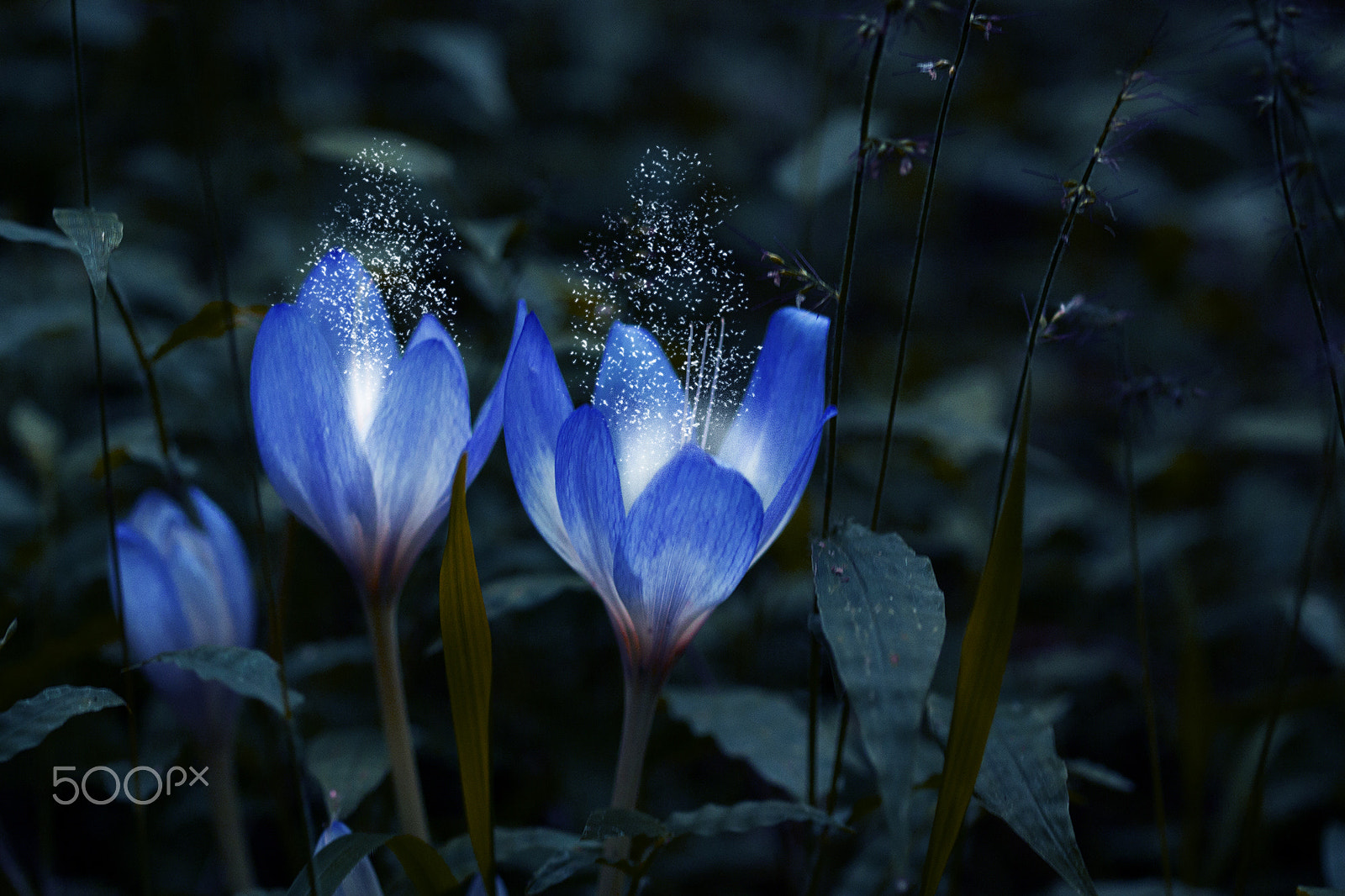 Canon EF 100mm F2.8 Macro USM sample photo. Glowing. photography