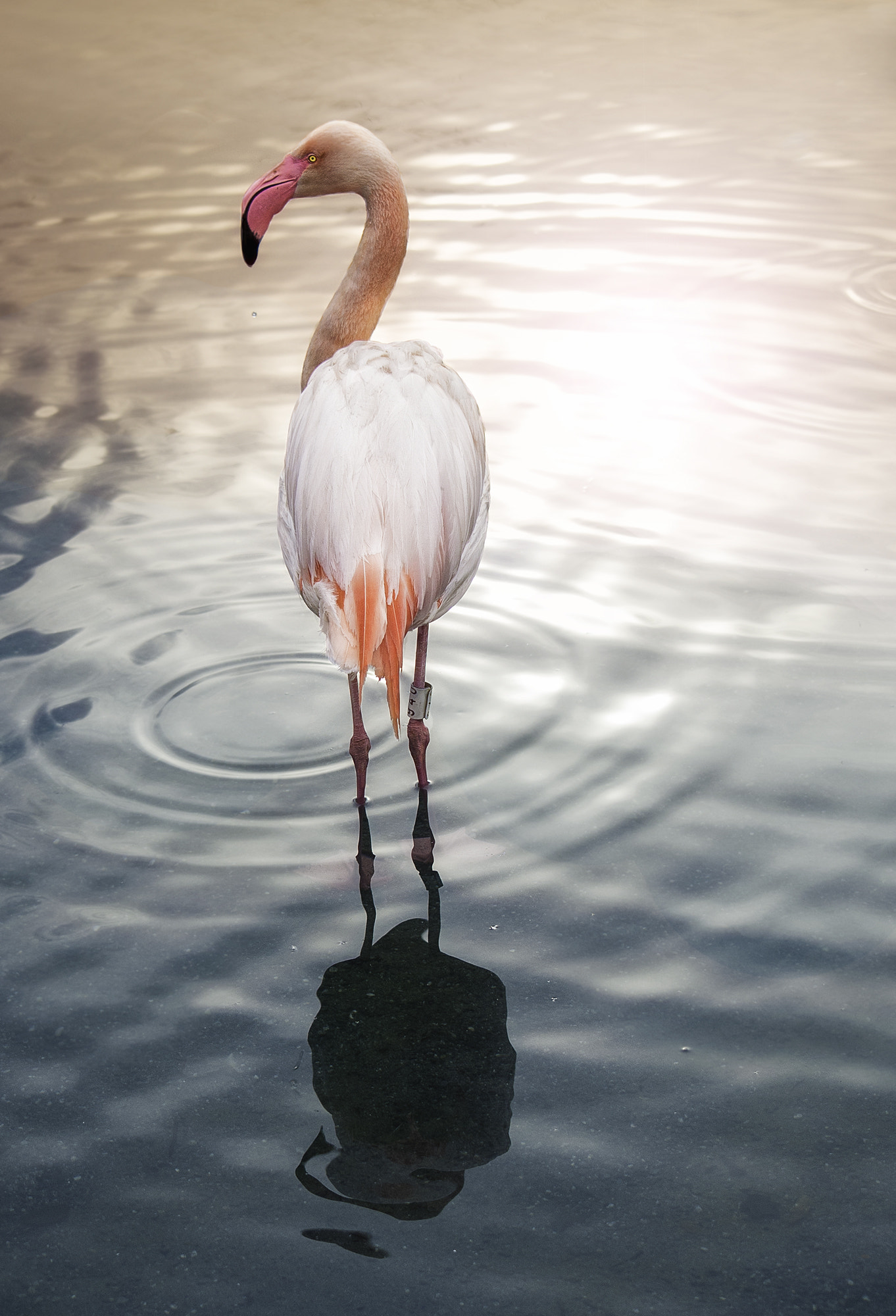 Nikon Df sample photo. Flamingo photography