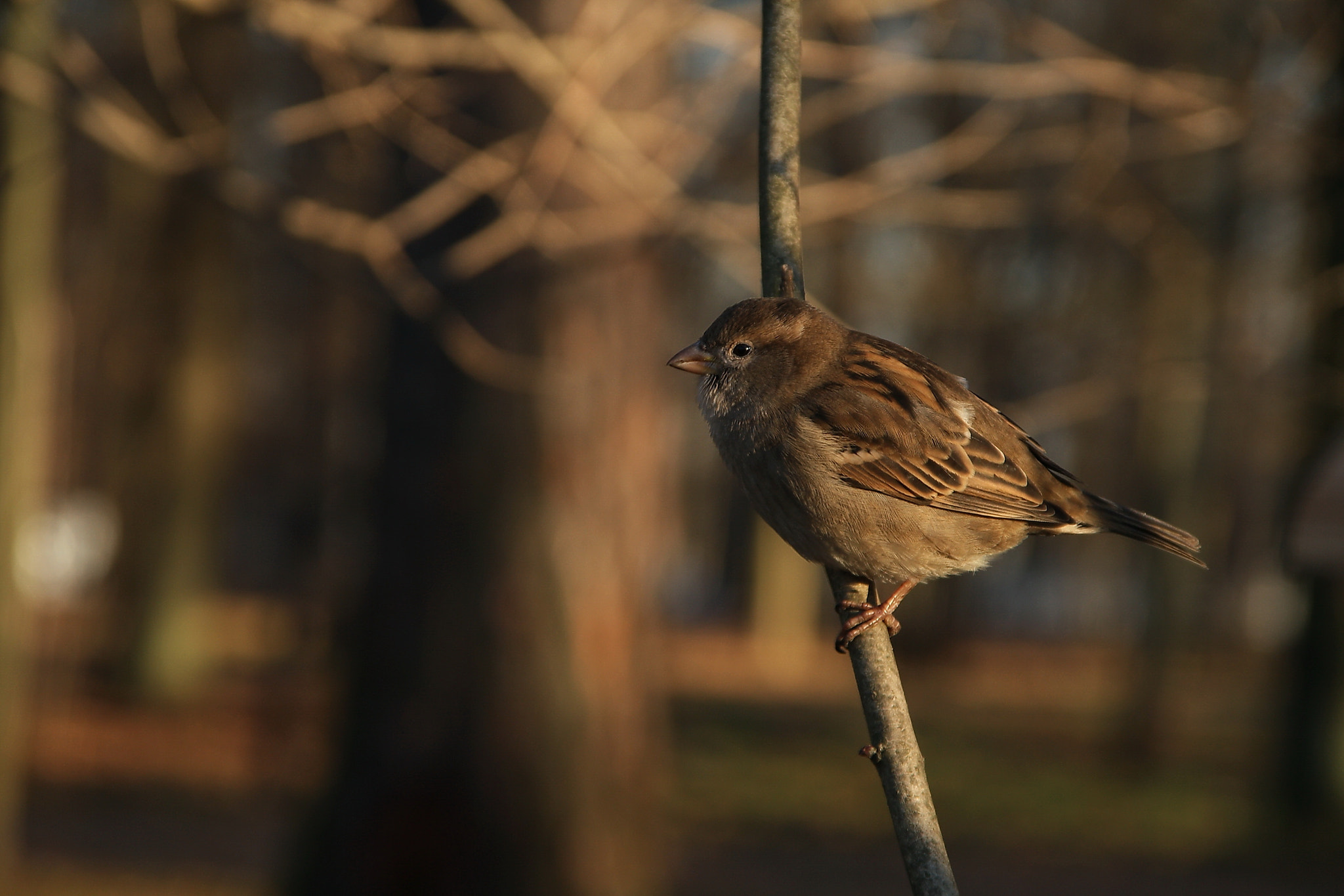 Sigma 18-125mm F3.8-5.6 DC OS HSM sample photo. Sparrow photography