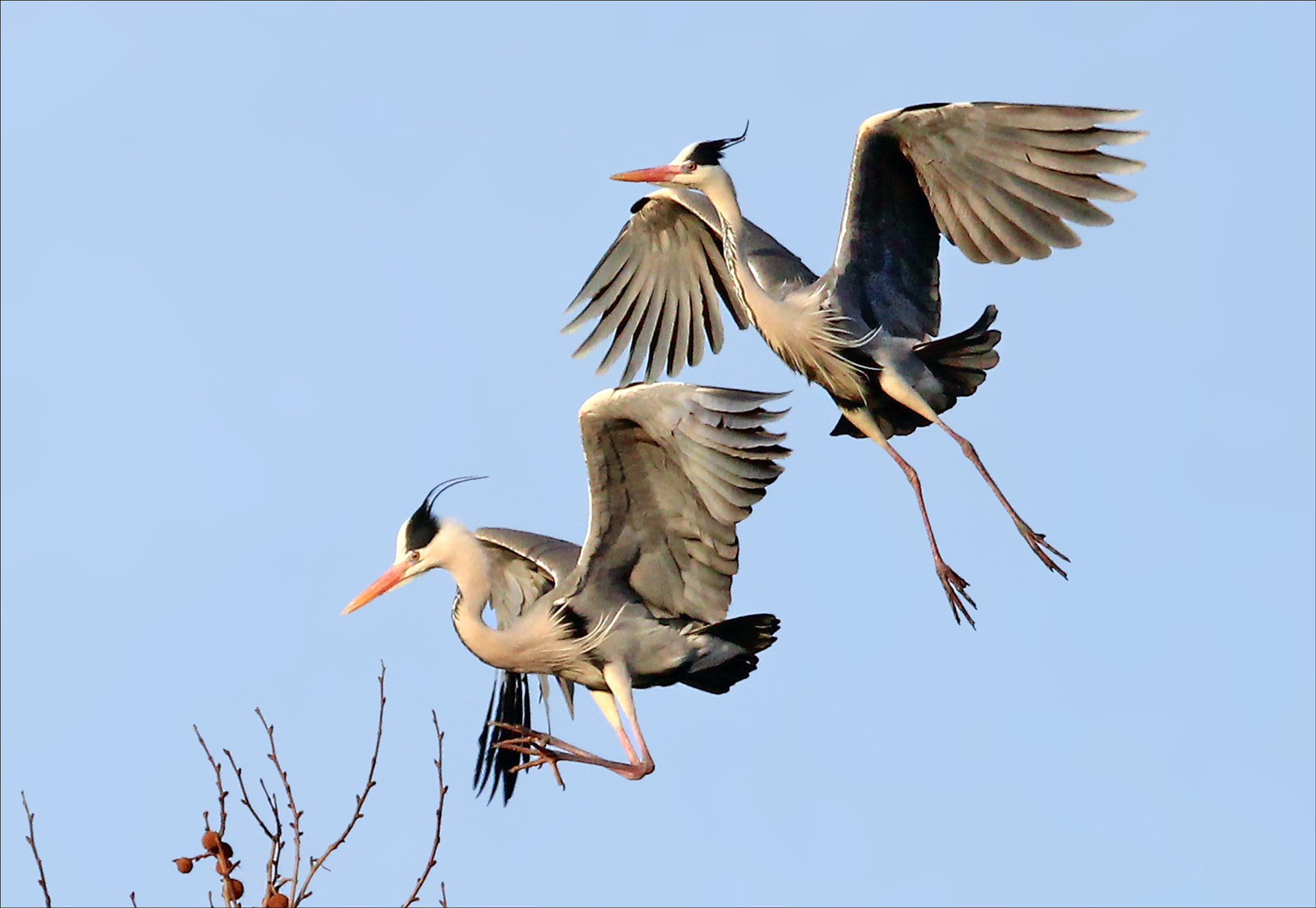Canon EF 100-400mm F4.5-5.6L IS USM sample photo. Garzas reales photography