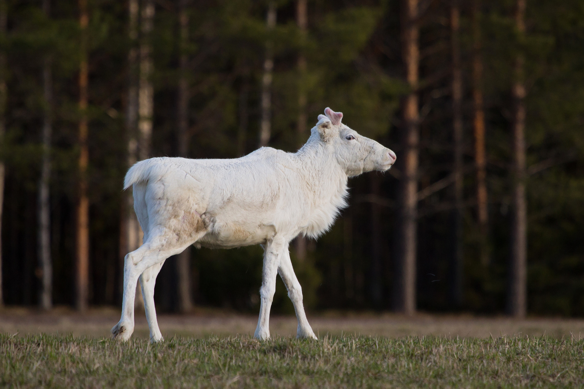 Canon EF 100-400mm F4.5-5.6L IS USM sample photo. Finnish reindeer photography