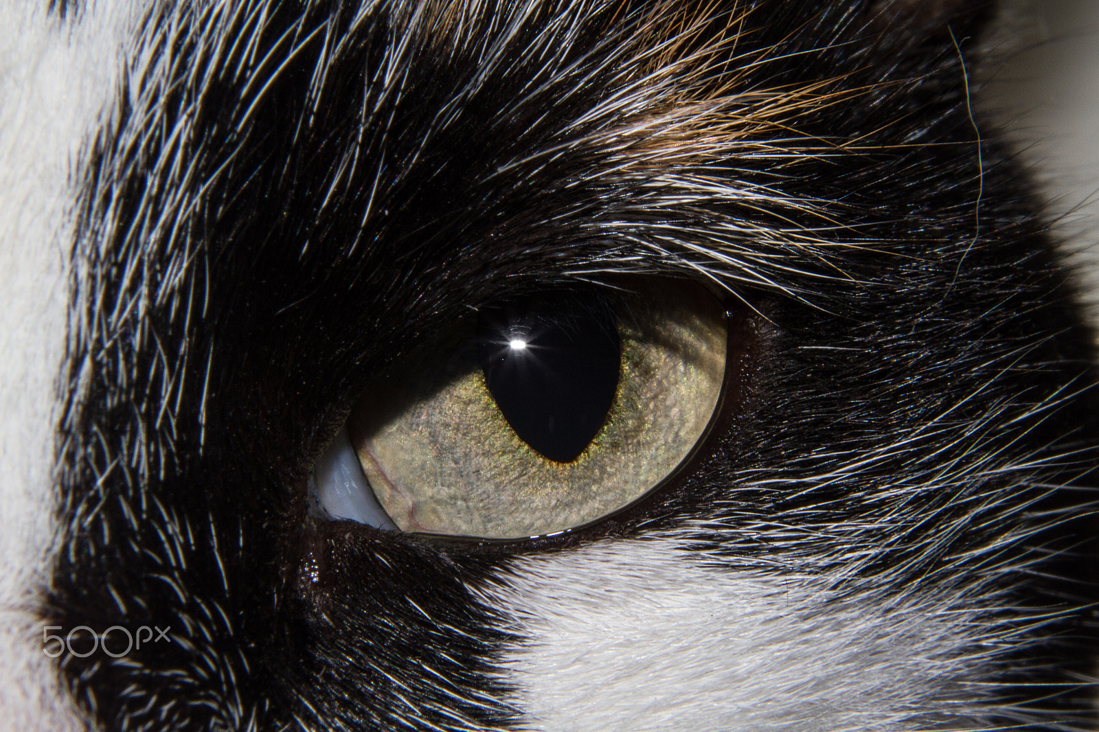 Canon EF 28-105mm f/3.5-4.5 USM sample photo. Calypso photography
