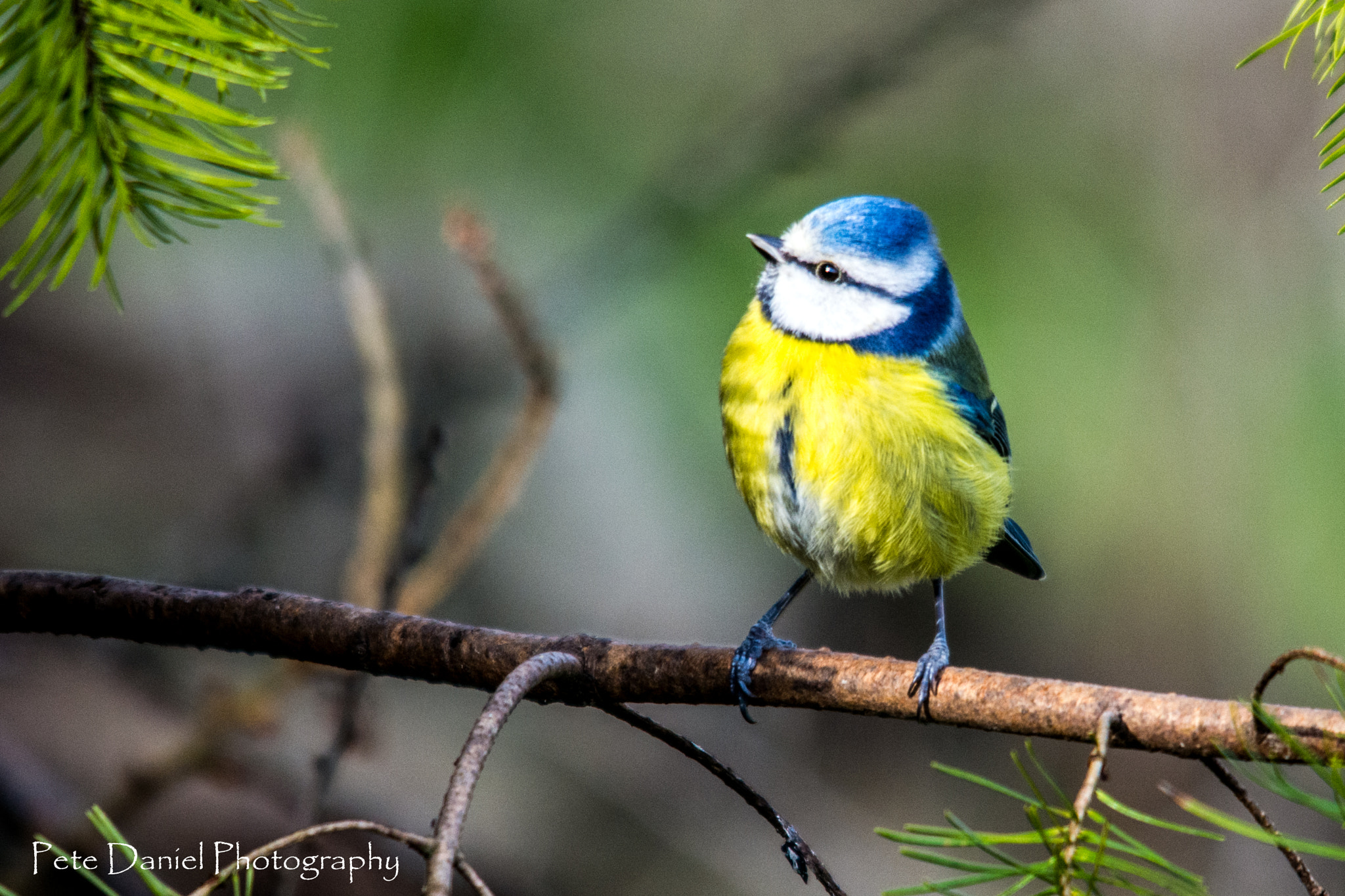 Nikon D5200 + Sigma 150-500mm F5-6.3 DG OS HSM sample photo. Blue tit photography