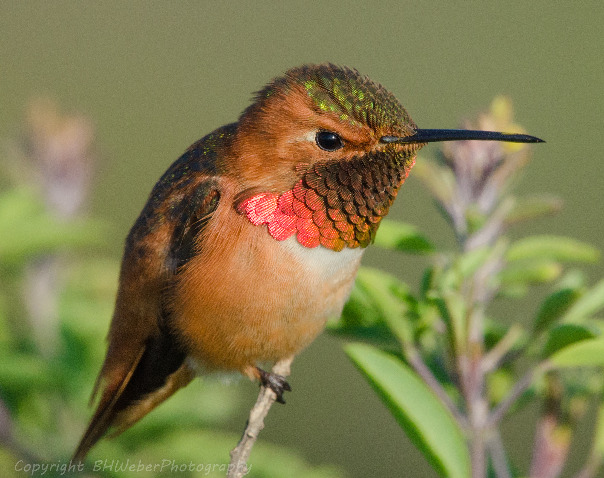 Nikon Nikkor AF-S 300mm F4E PF ED VR sample photo. Allen's hummingbird detail photography