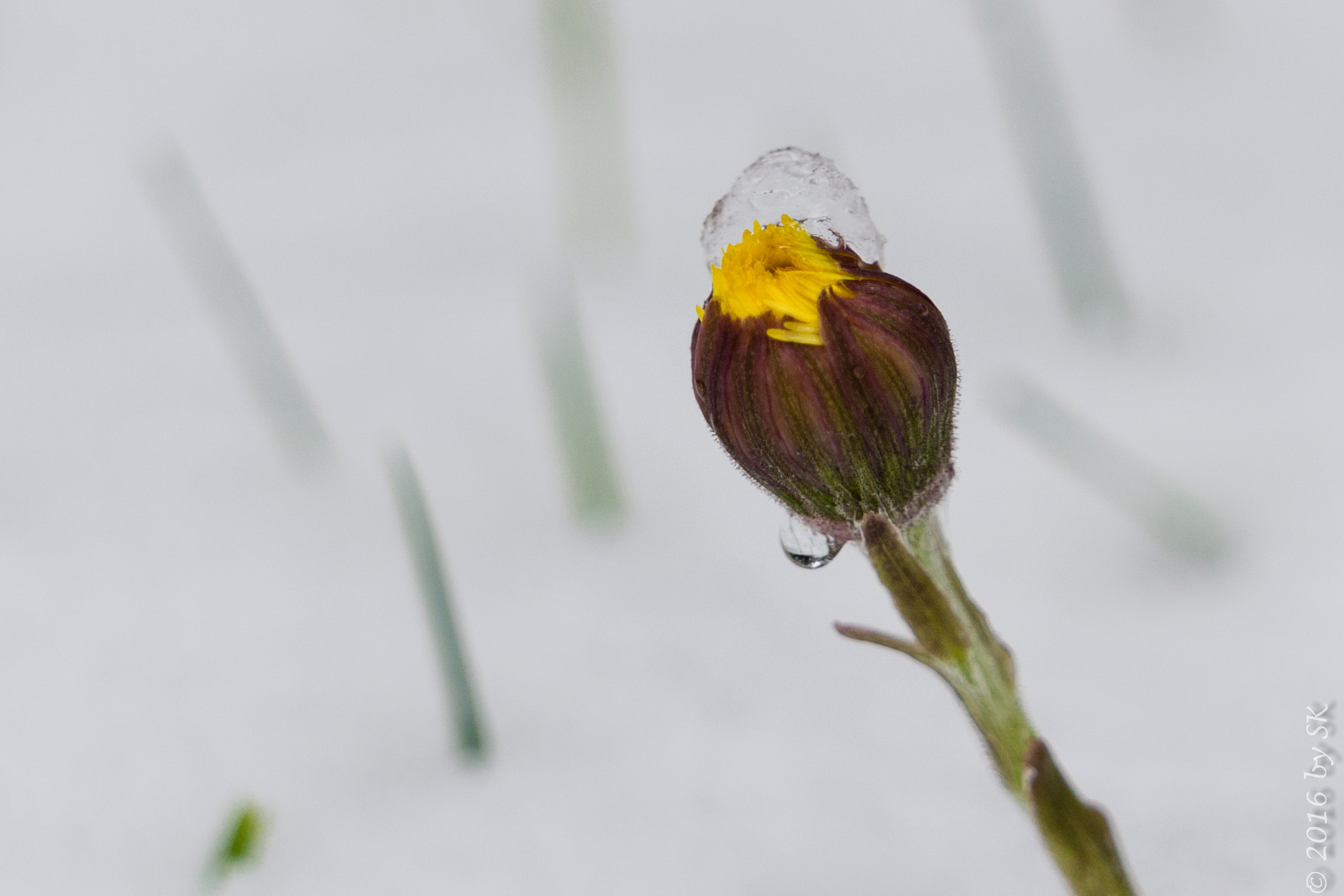 Sony a6000 + Sony FE 24-240mm F3.5-6.3 OSS sample photo. Frost-blüte photography