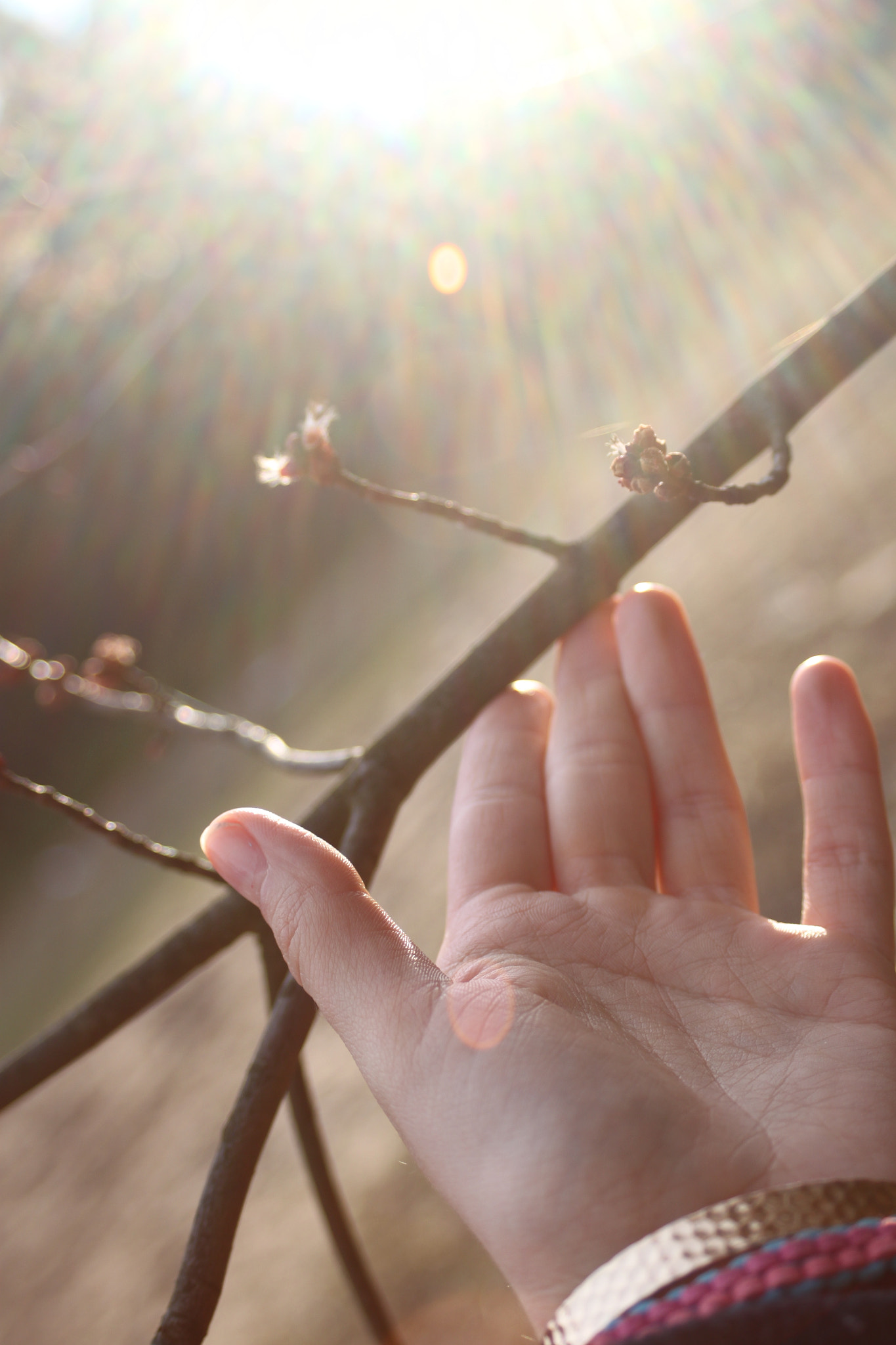 Canon EF 28-90mm f/4-5.6 sample photo. Spring sun photography