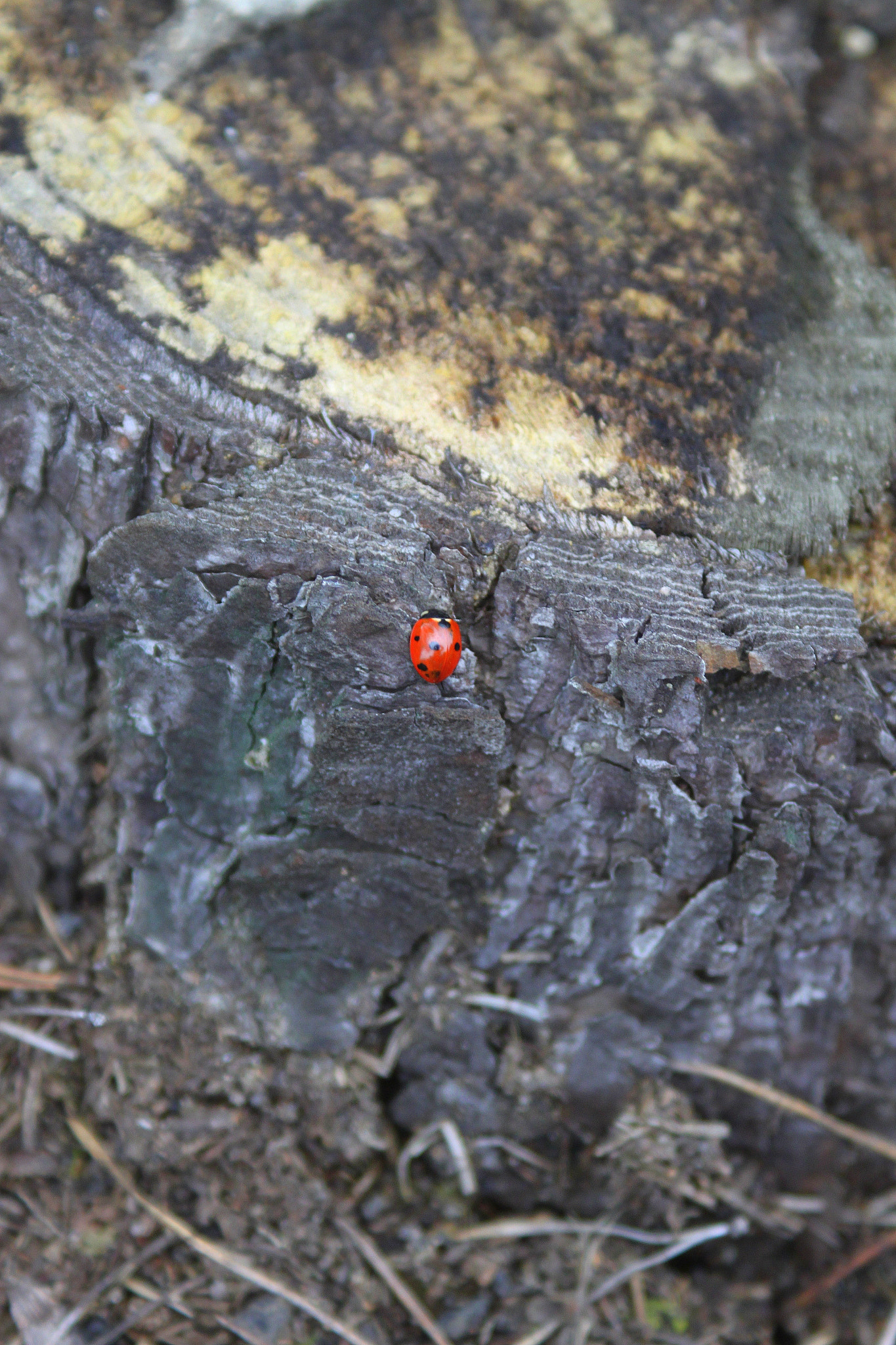Canon EF 28-90mm f/4-5.6 sample photo. Red lucky photography